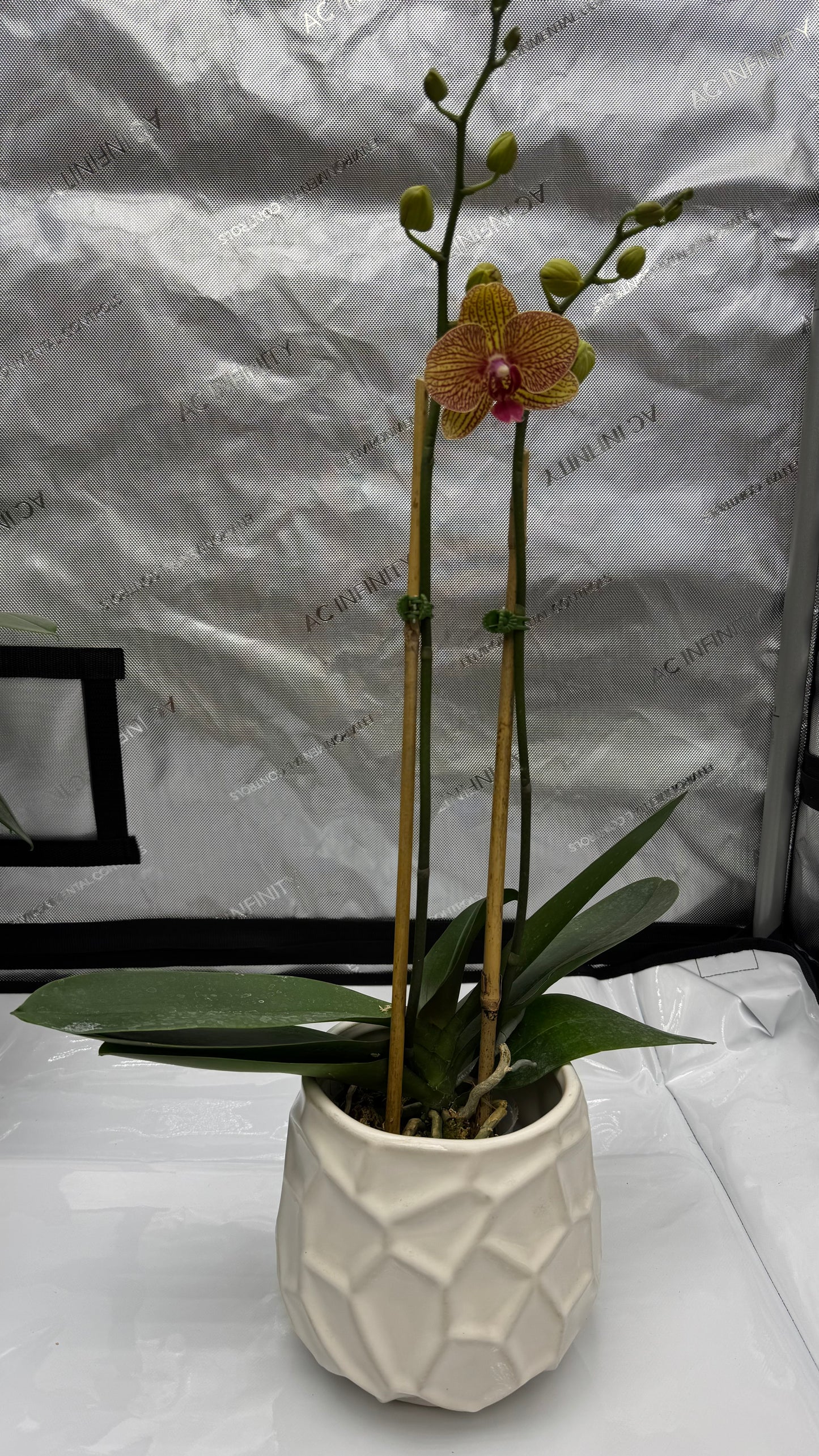 Phalaenopsis KV Beauty In Bud/Bloom