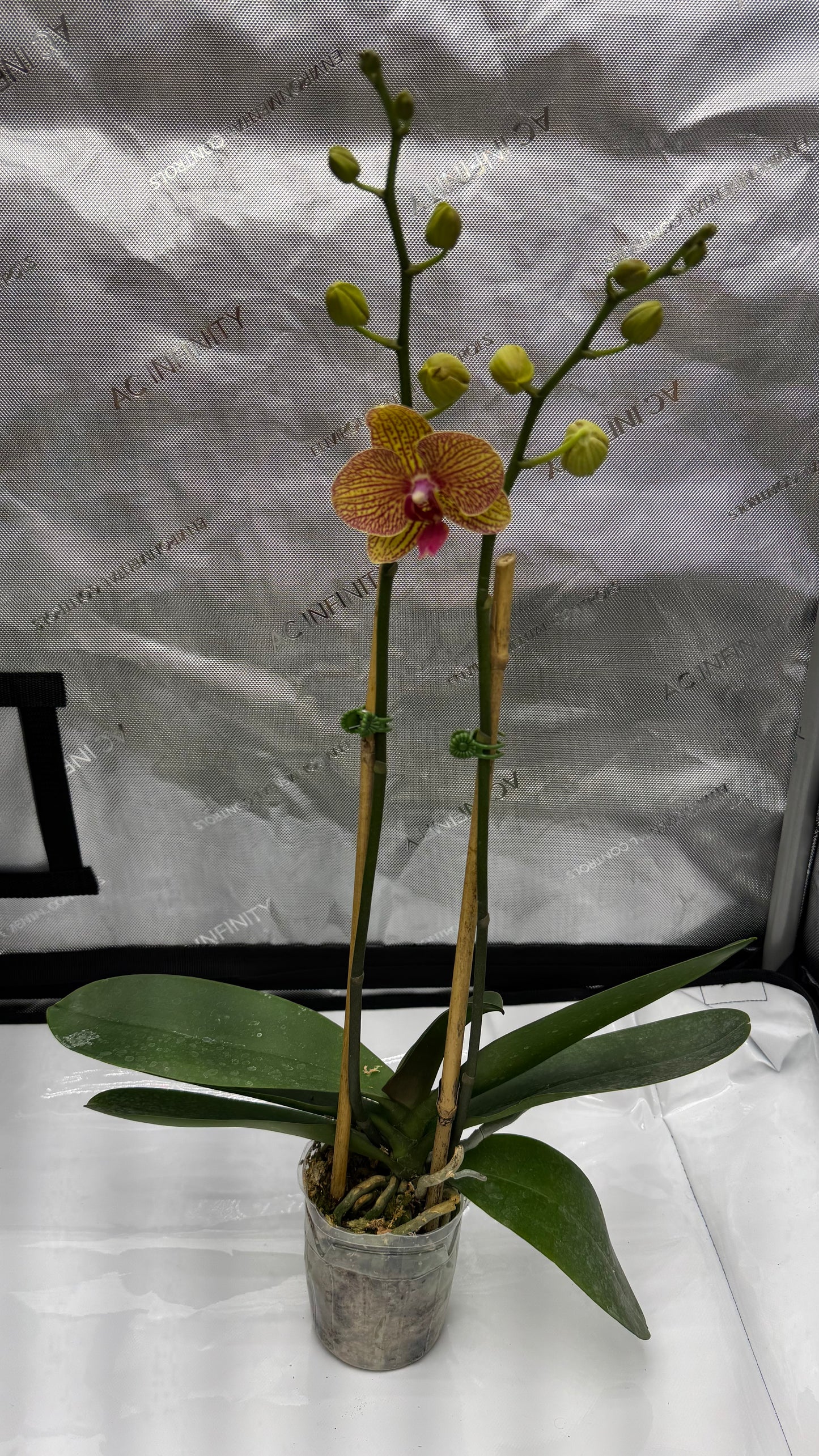 Phalaenopsis KV Beauty In Bud/Bloom