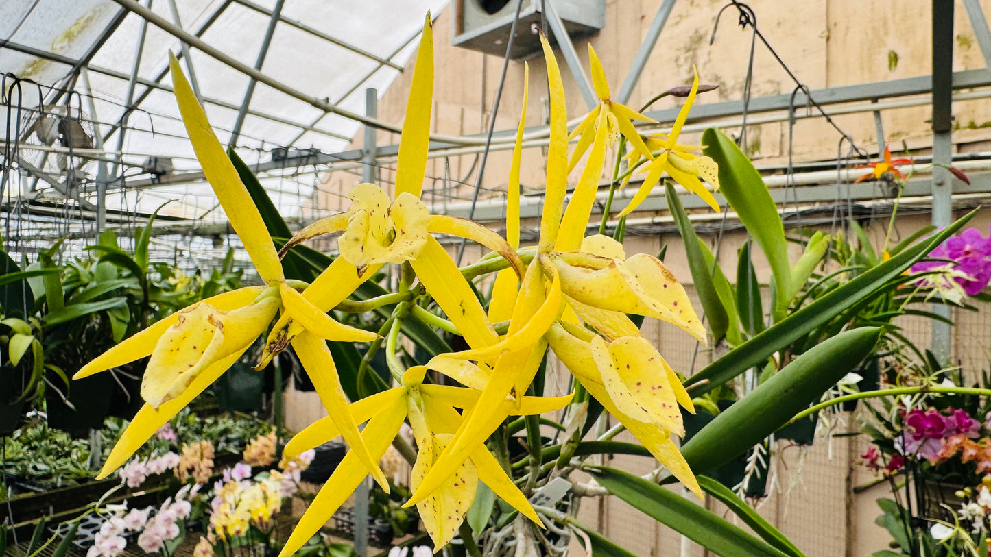 Bl. Yellow Bird (Compact Night Fragrant)