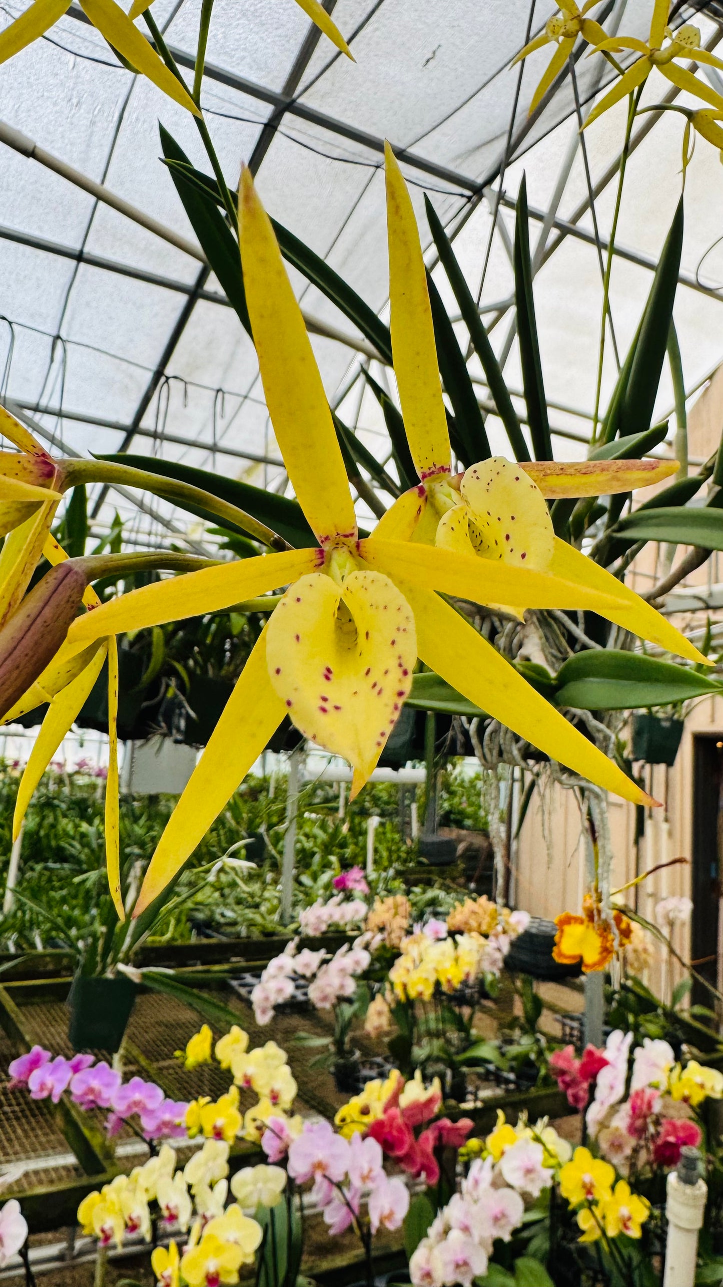 Bl. Yellow Bird (Compact Night Fragrant)