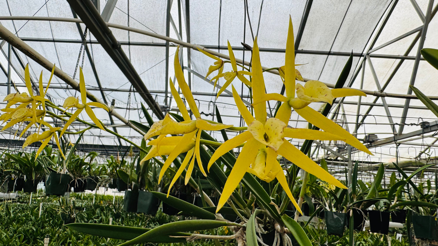 Bl. Yellow Bird (Compact Night Fragrant)