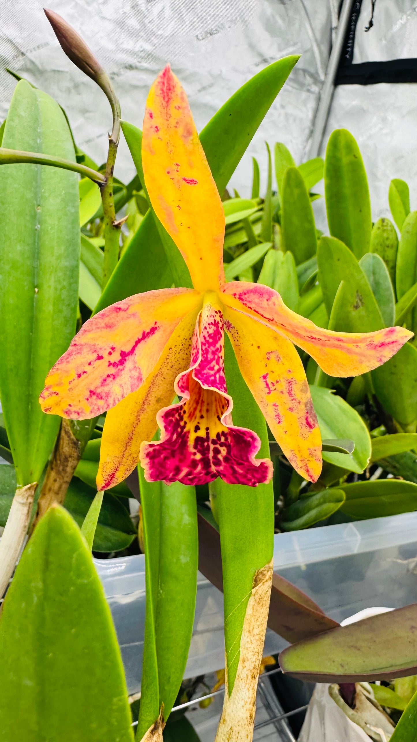 Cattleya Blc. Copper Queen