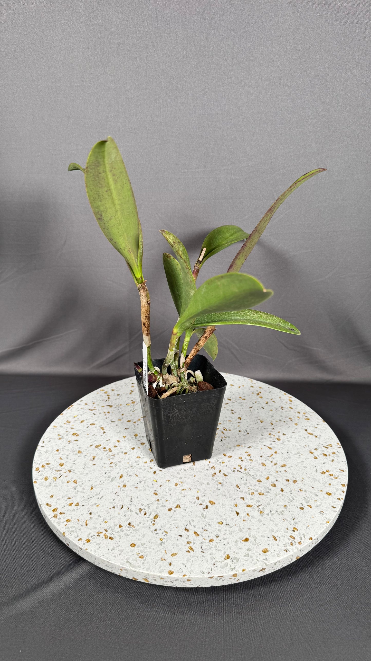 Cattleya Fragrant Blc. Hawaiian Leopard ' Mei-Ling' AM/AOS