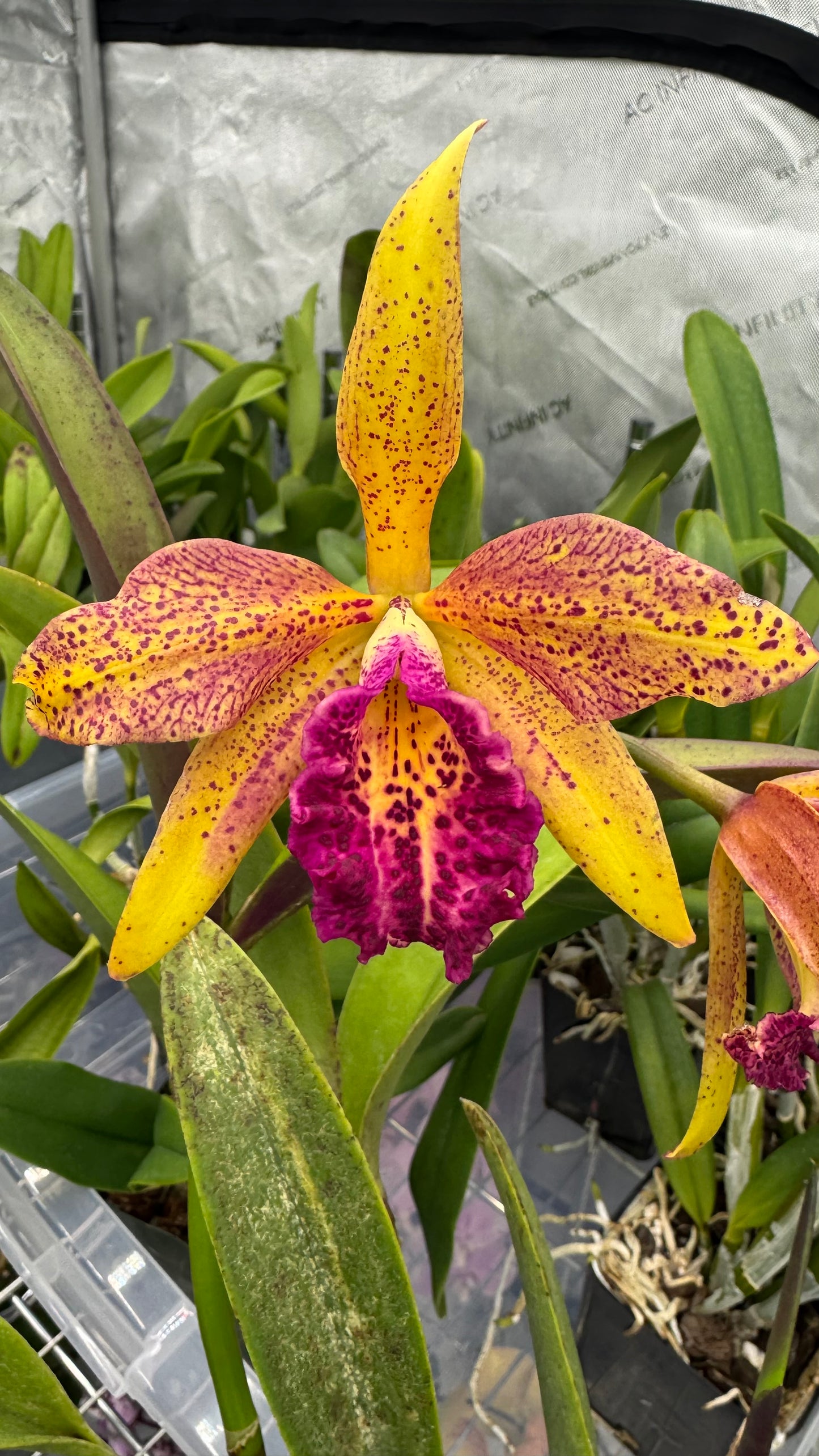 Cattleya Fragrant Blc. Hawaiian Leopard ' Mei-Ling' AM/AOS