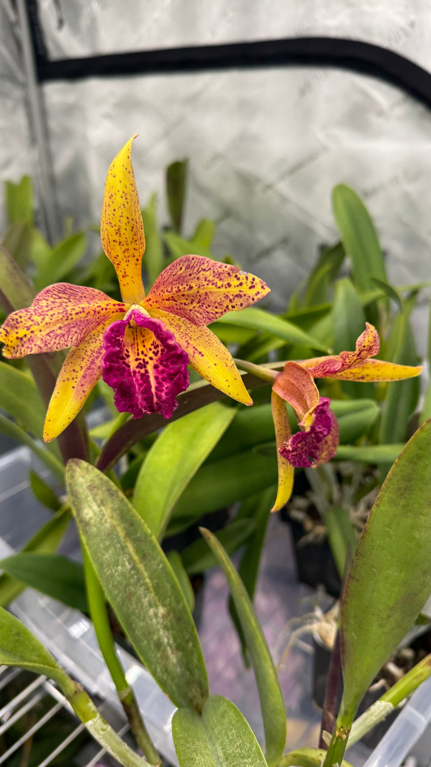 Cattleya Fragrant Blc. Hawaiian Leopard ' Mei-Ling' AM/AOS