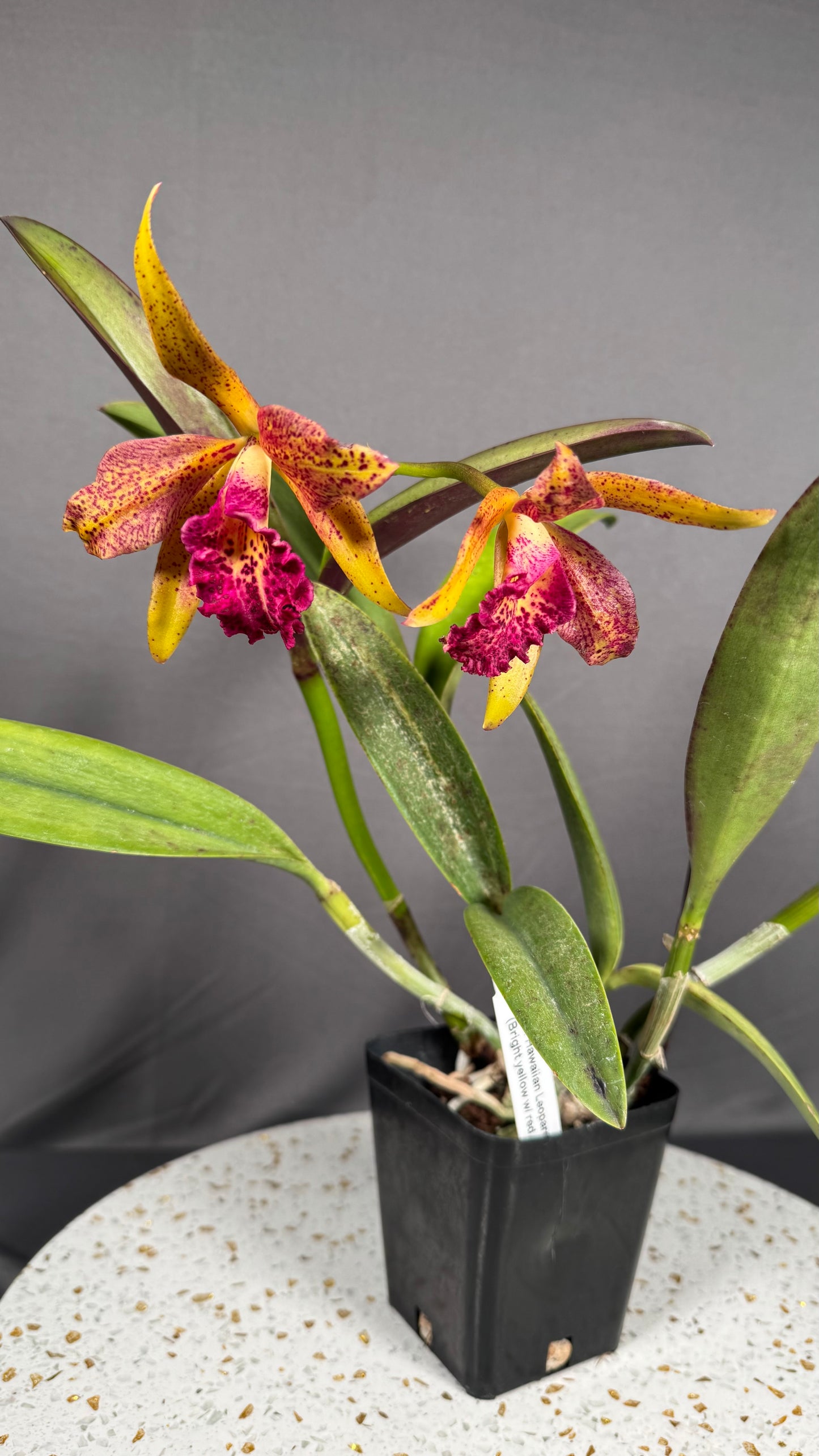 Cattleya Fragrant Blc. Hawaiian Leopard ' Mei-Ling' AM/AOS