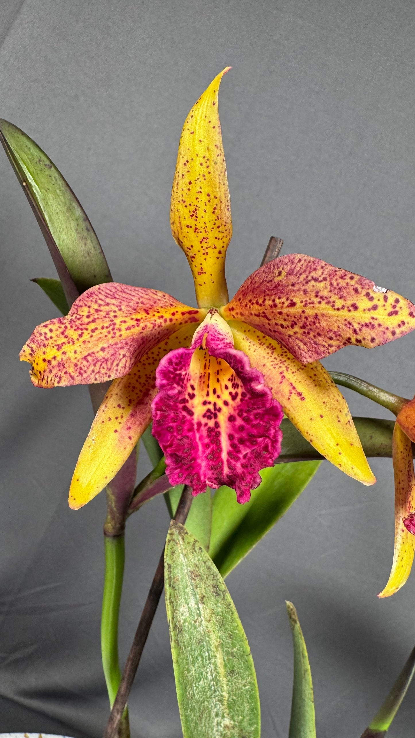 Cattleya Fragrant Blc. Hawaiian Leopard ' Mei-Ling' AM/AOS