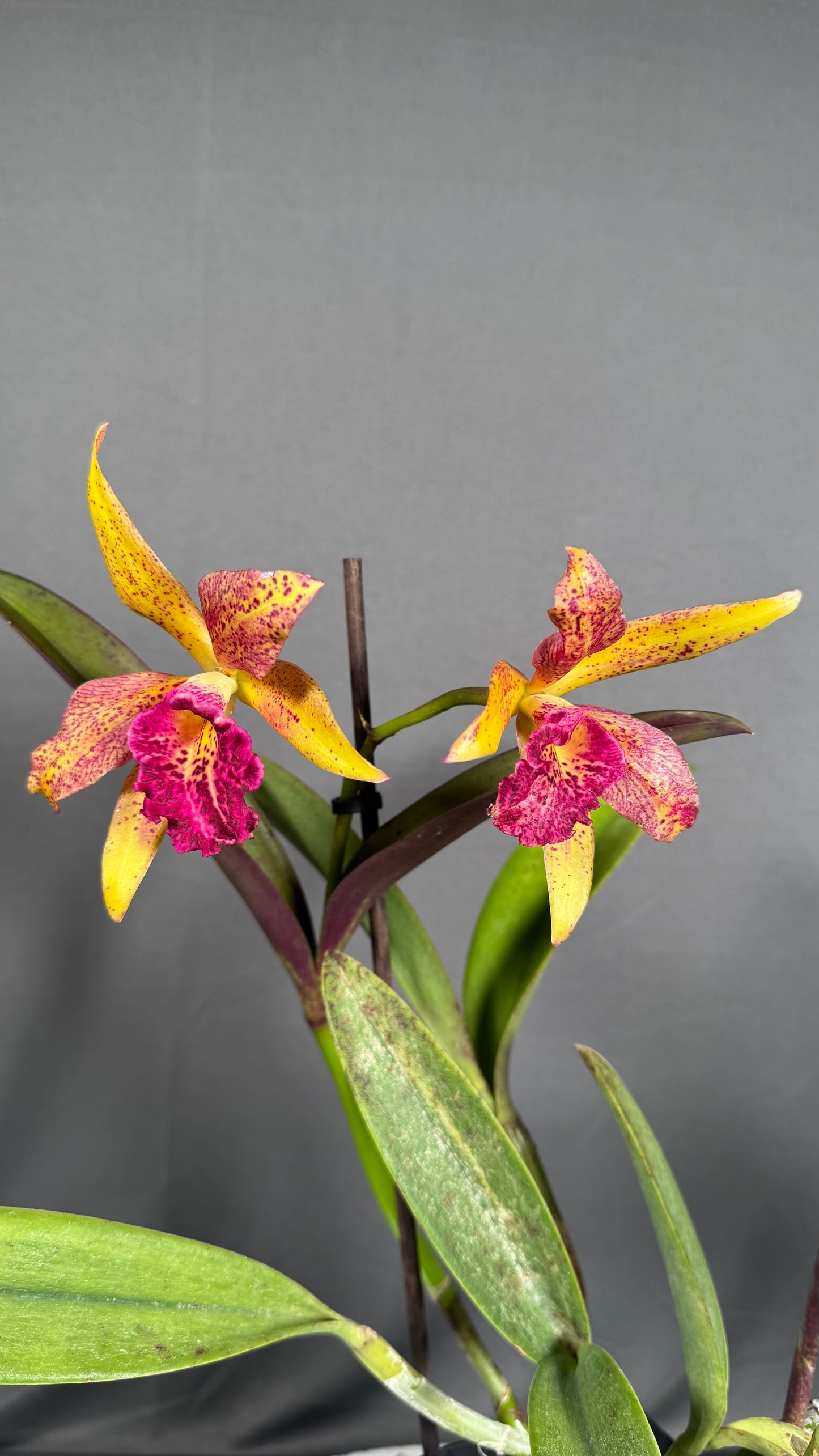 Cattleya Fragrant Blc. Hawaiian Leopard ' Mei-Ling' AM/AOS