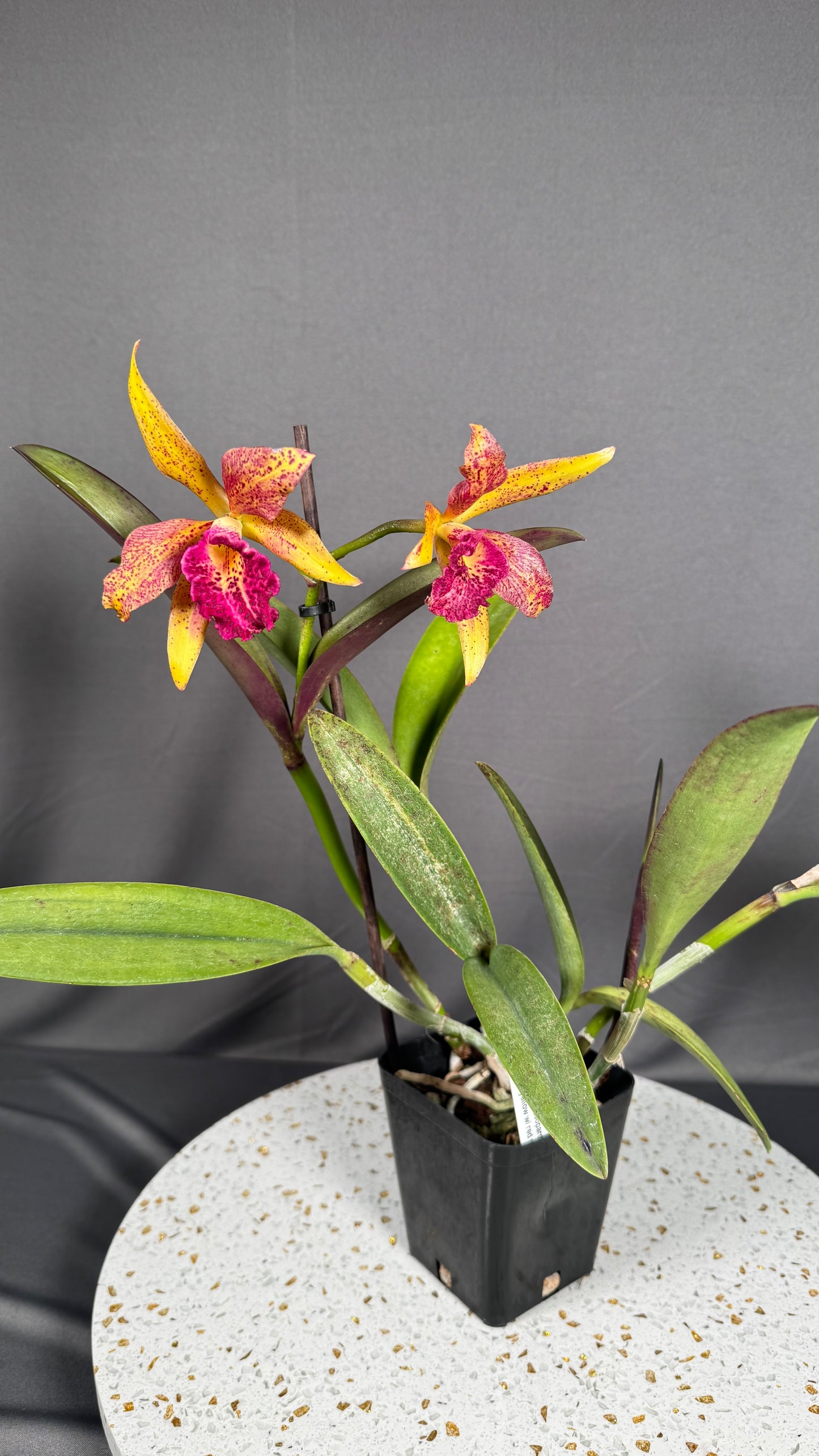 Cattleya Fragrant Blc. Hawaiian Leopard ' Mei-Ling' AM/AOS