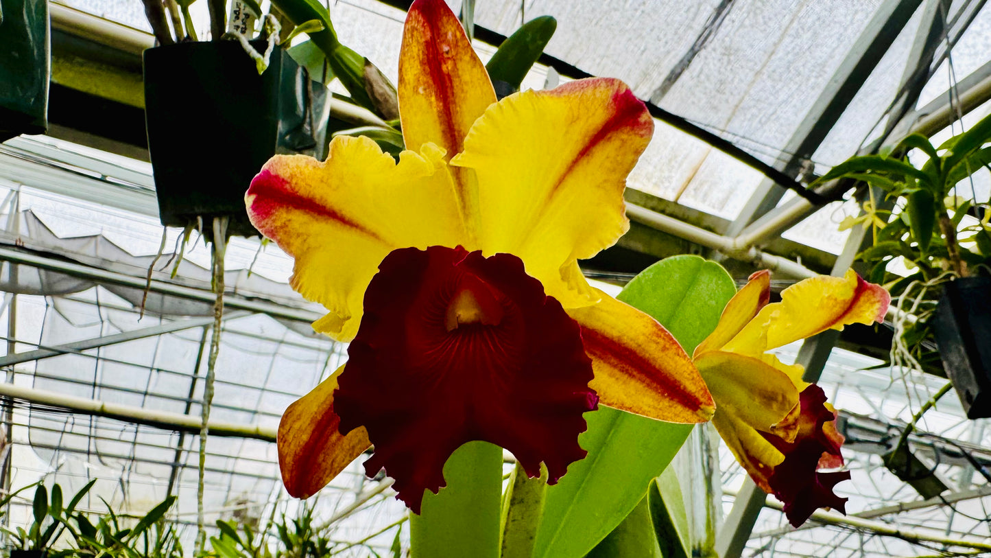 Large Cattleya Fragrant Blc. Toshie Aoki 'Pizazz'