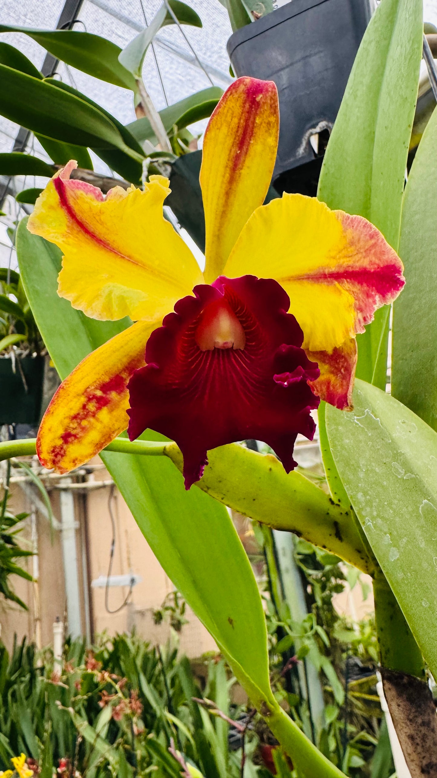 Large Cattleya Fragrant Blc. Toshie Aoki 'Pizazz'