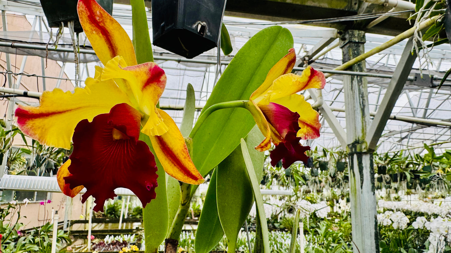 Large Cattleya Fragrant Blc. Toshie Aoki 'Pizazz'