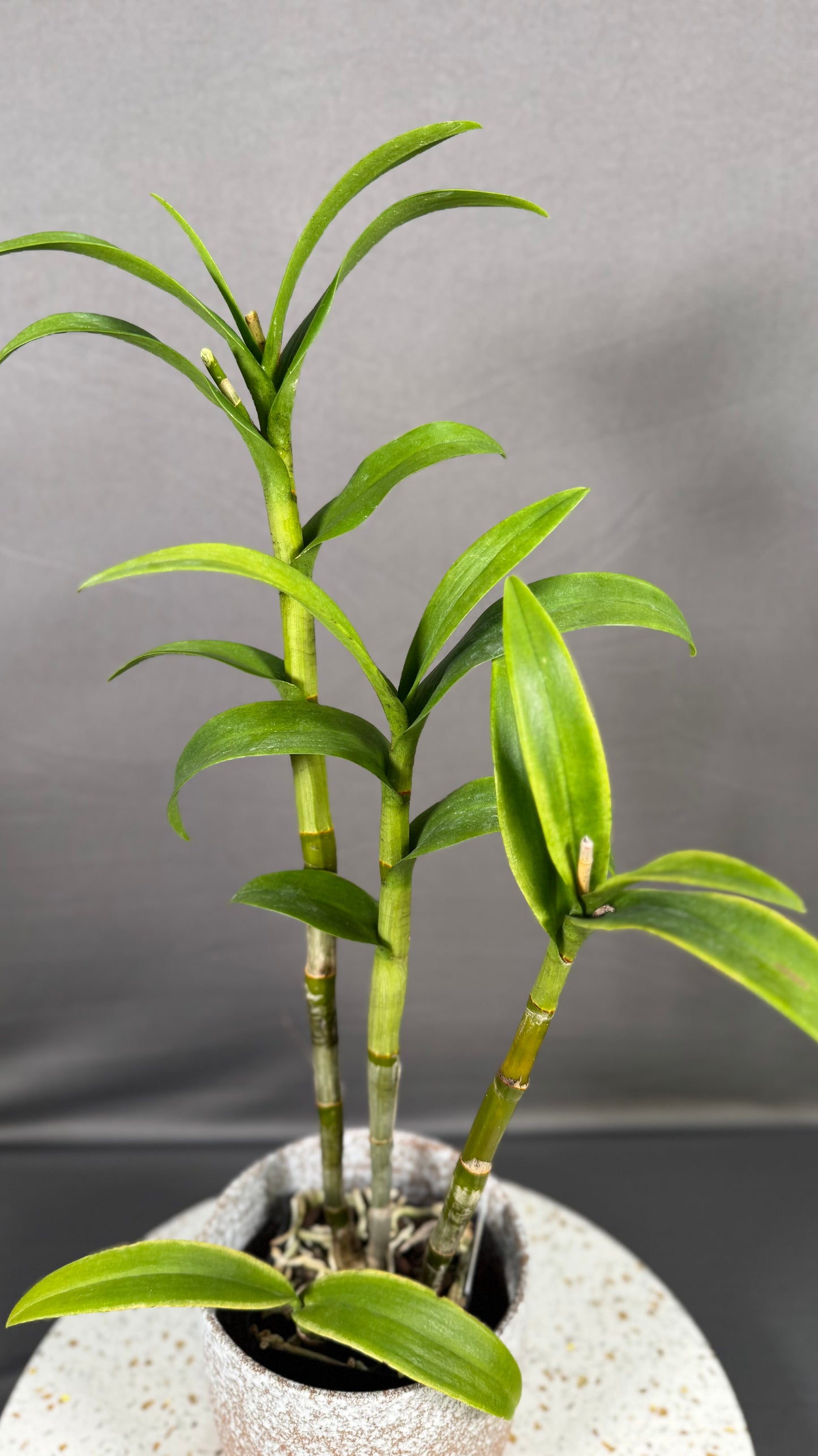 Dendrobium Burana Gold