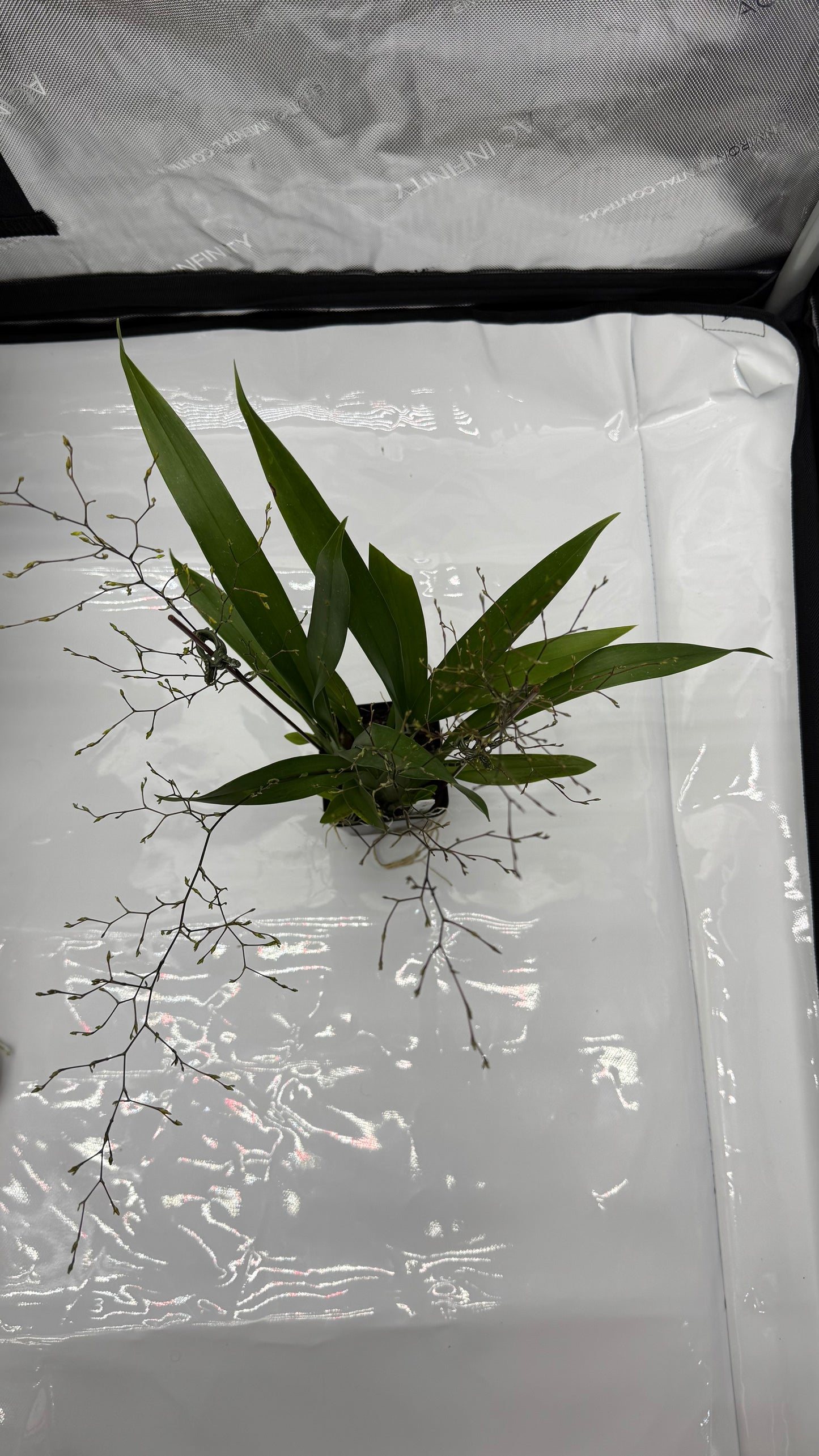 Oncidium (Onc.) Tsiku Marguerite