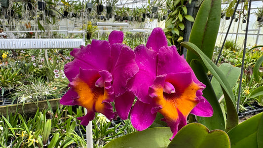Large Cattleya Fragrant Blc. Yoko Kilbourne 'Ernie'