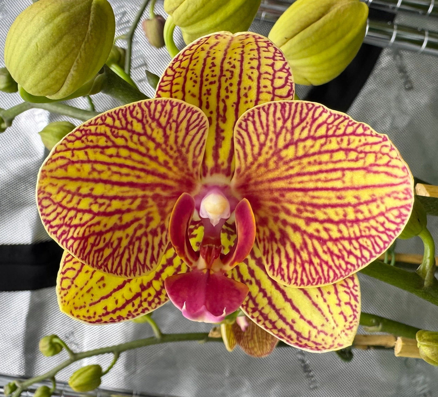 Phalaenopsis KV Beauty In Bud/Bloom