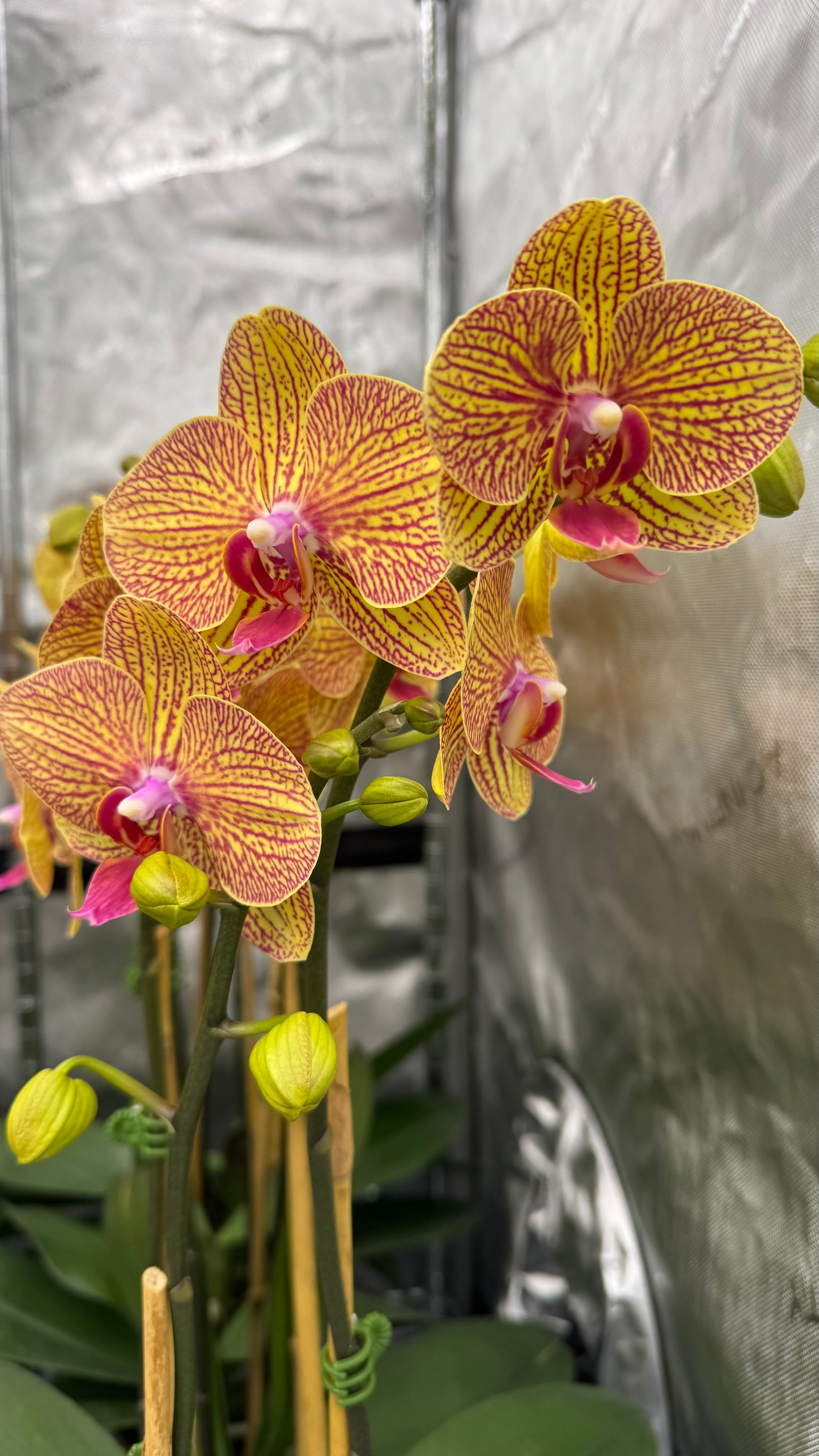 Phalaenopsis KV Beauty In Bud/Bloom