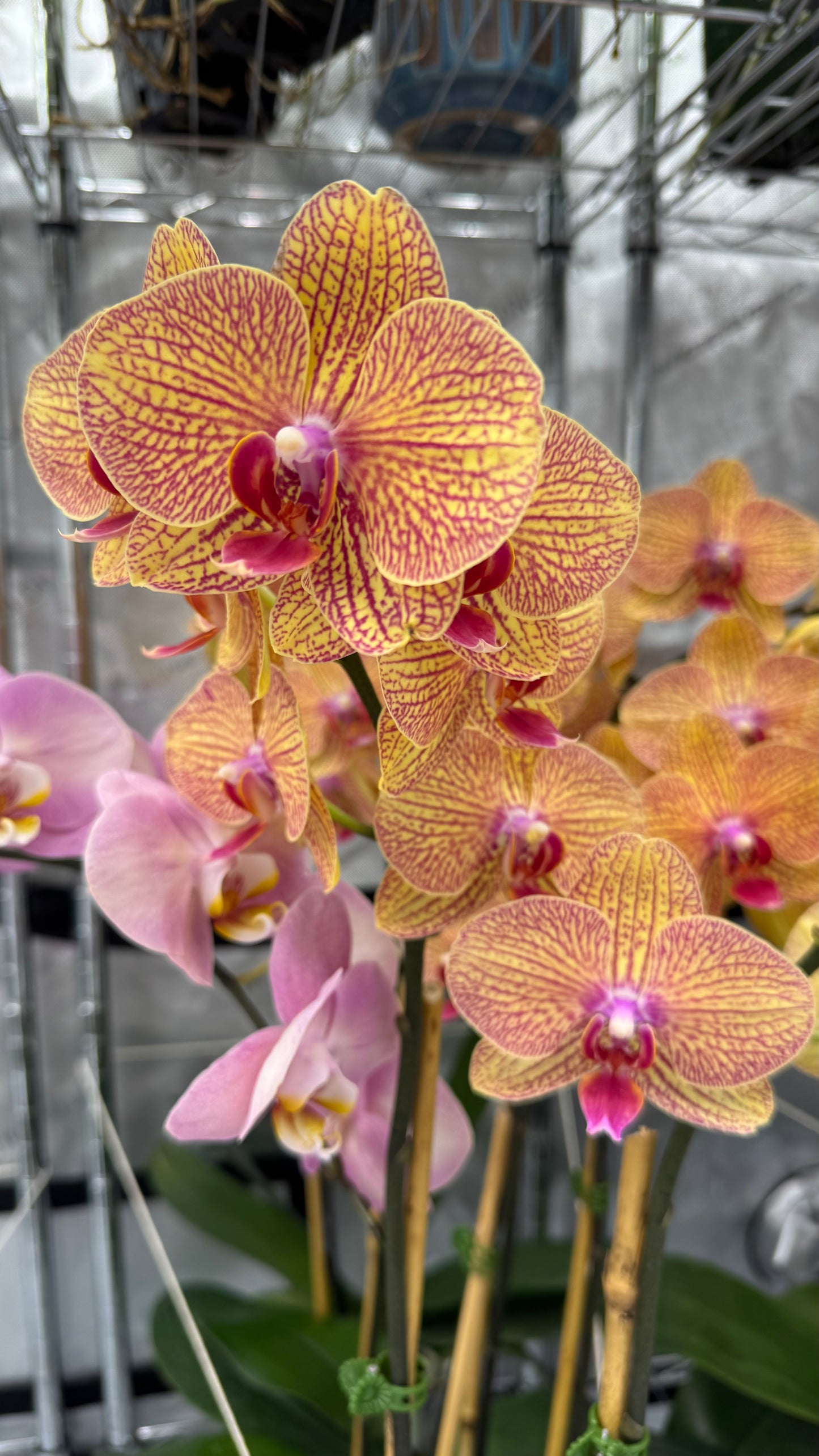 Phalaenopsis KV Beauty In Bud/Bloom
