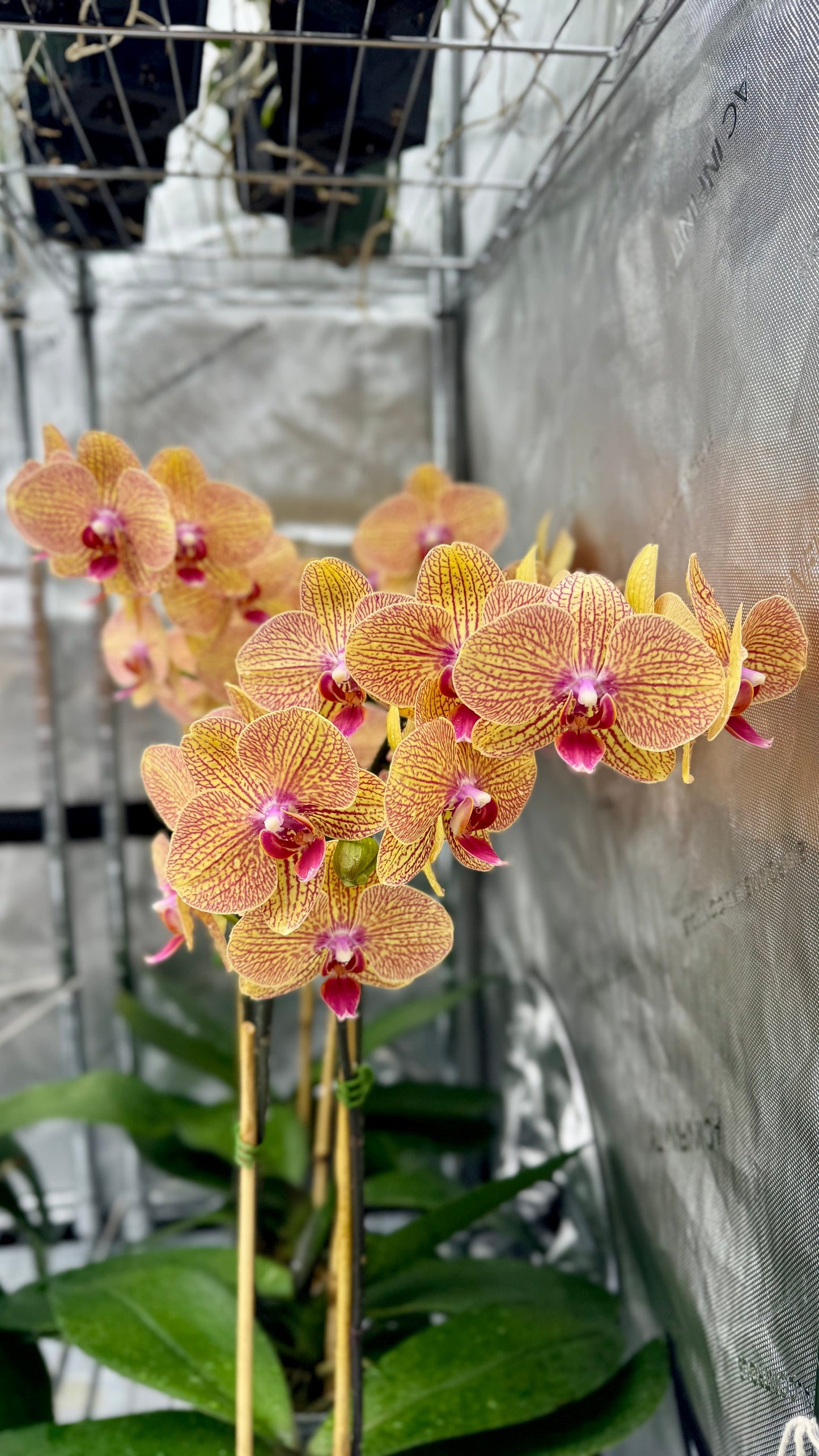 Phalaenopsis KV Beauty In Bud/Bloom