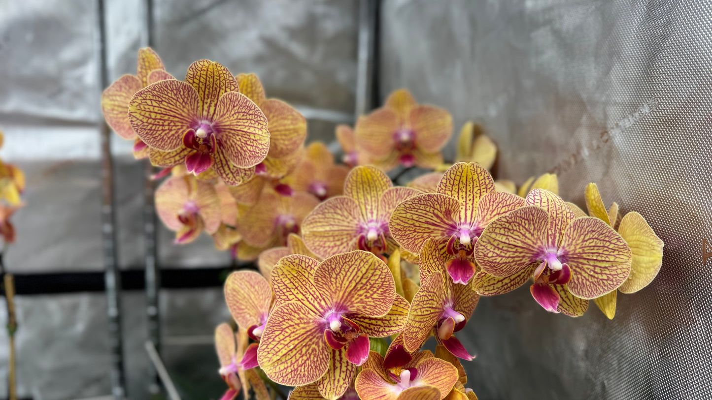 Phalaenopsis KV Beauty In Bud/Bloom