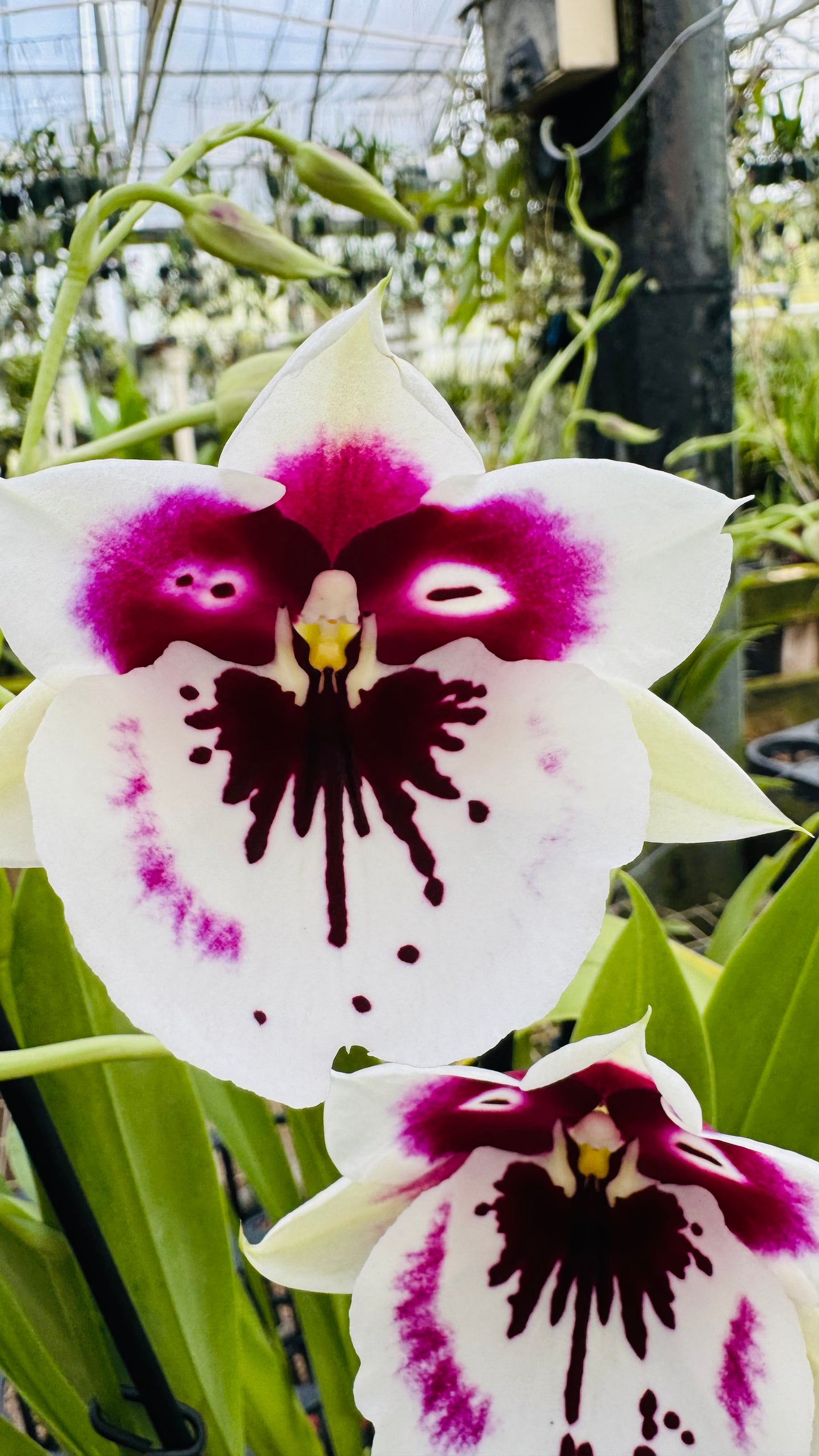 Miltonia QF Kiai