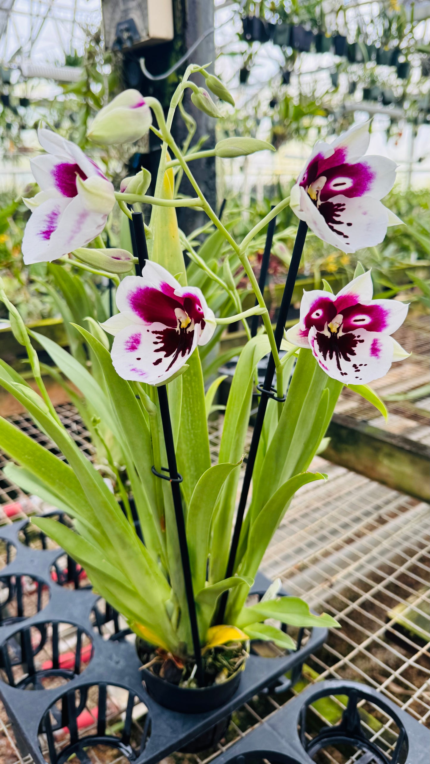 Miltonia QF Kiai