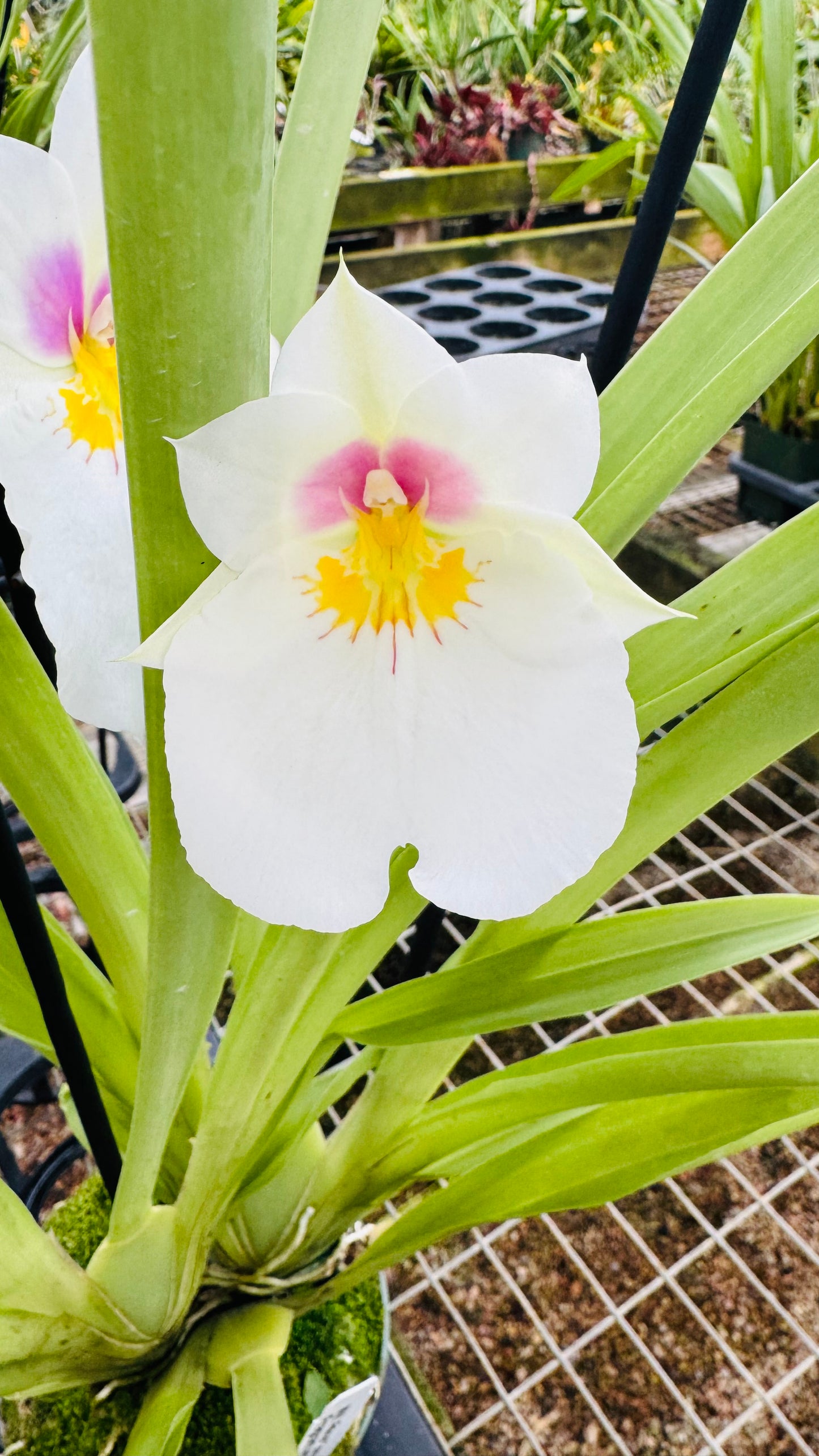 Miltonia Rene Komoda