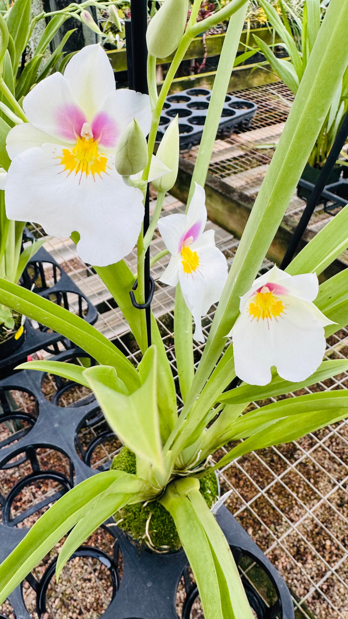 Miltonia Rene Komoda
