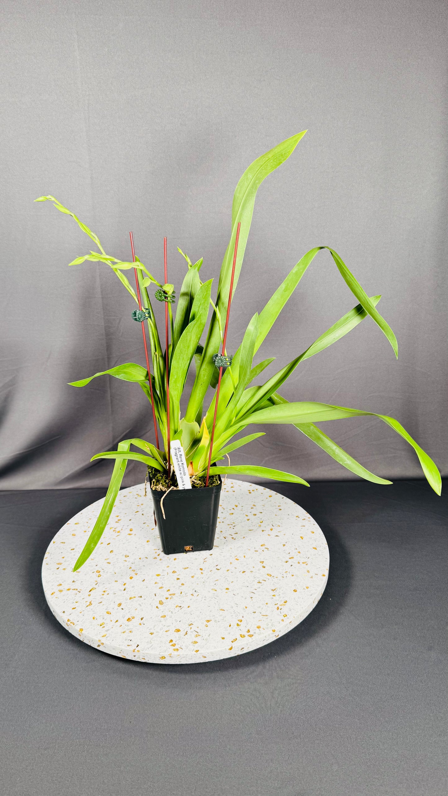 Miltonia Rene Komoda