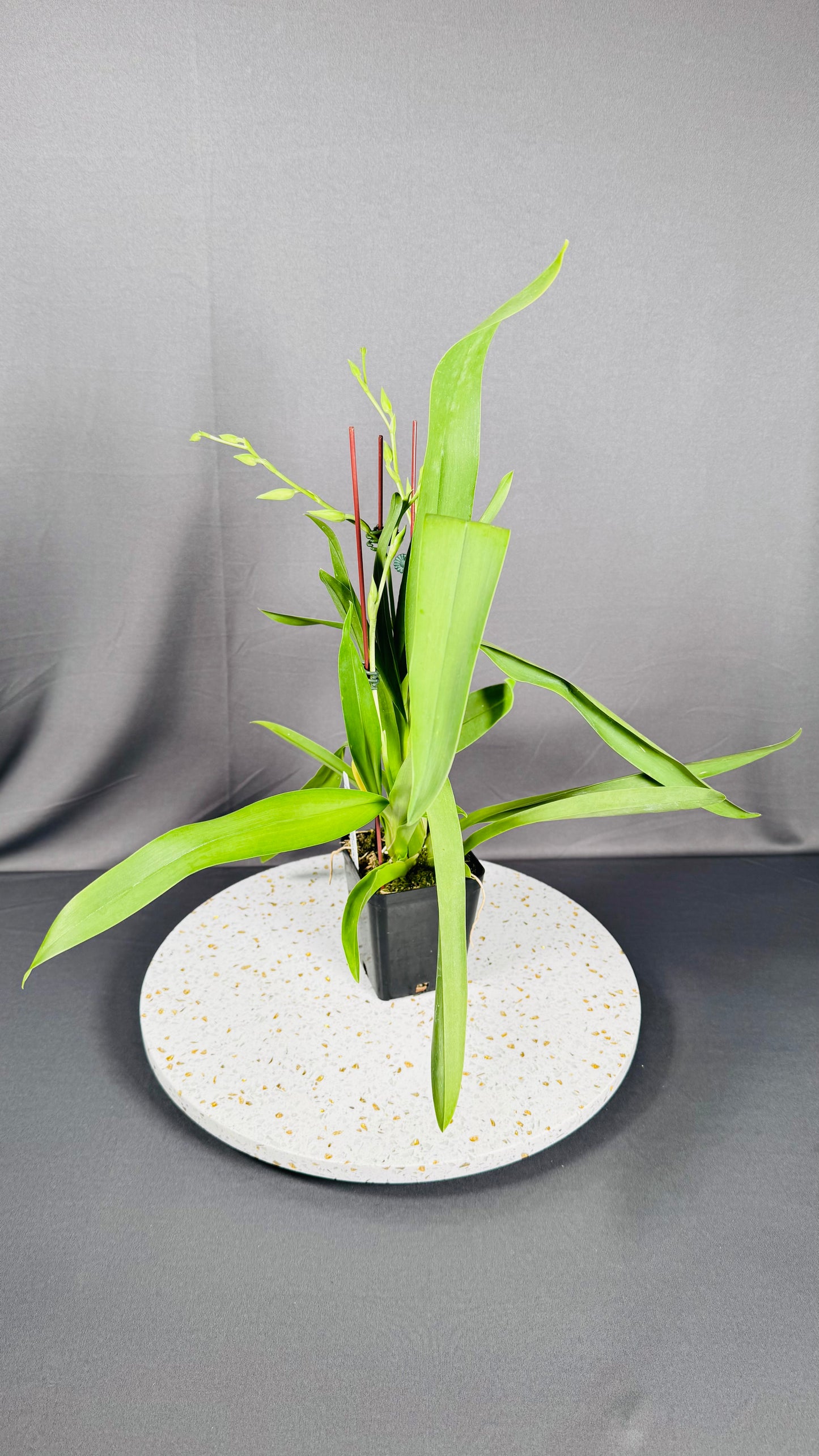 Miltonia Rene Komoda