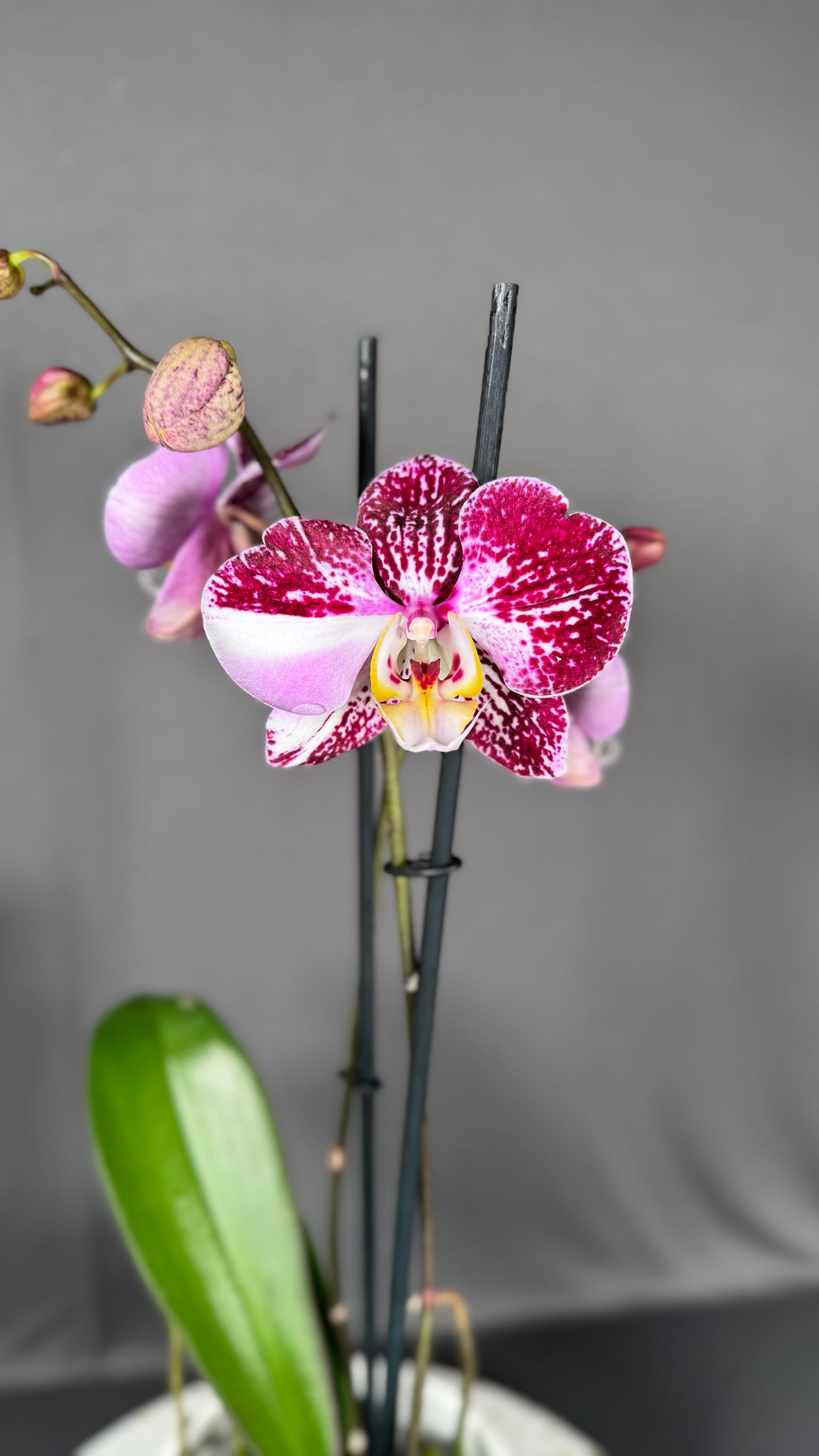Phalaenopsis Art Nouveau