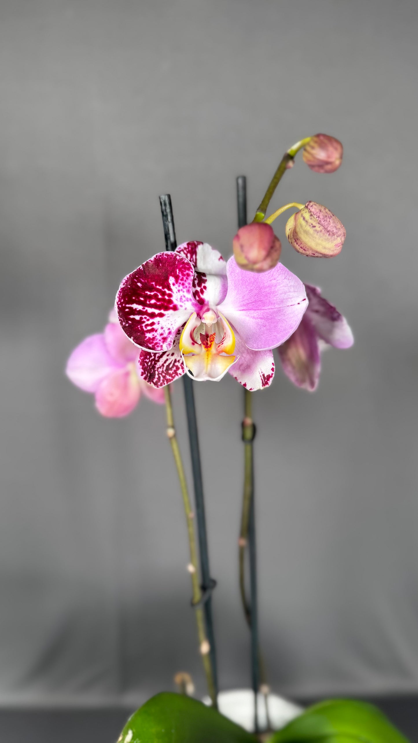 Phalaenopsis Art Nouveau