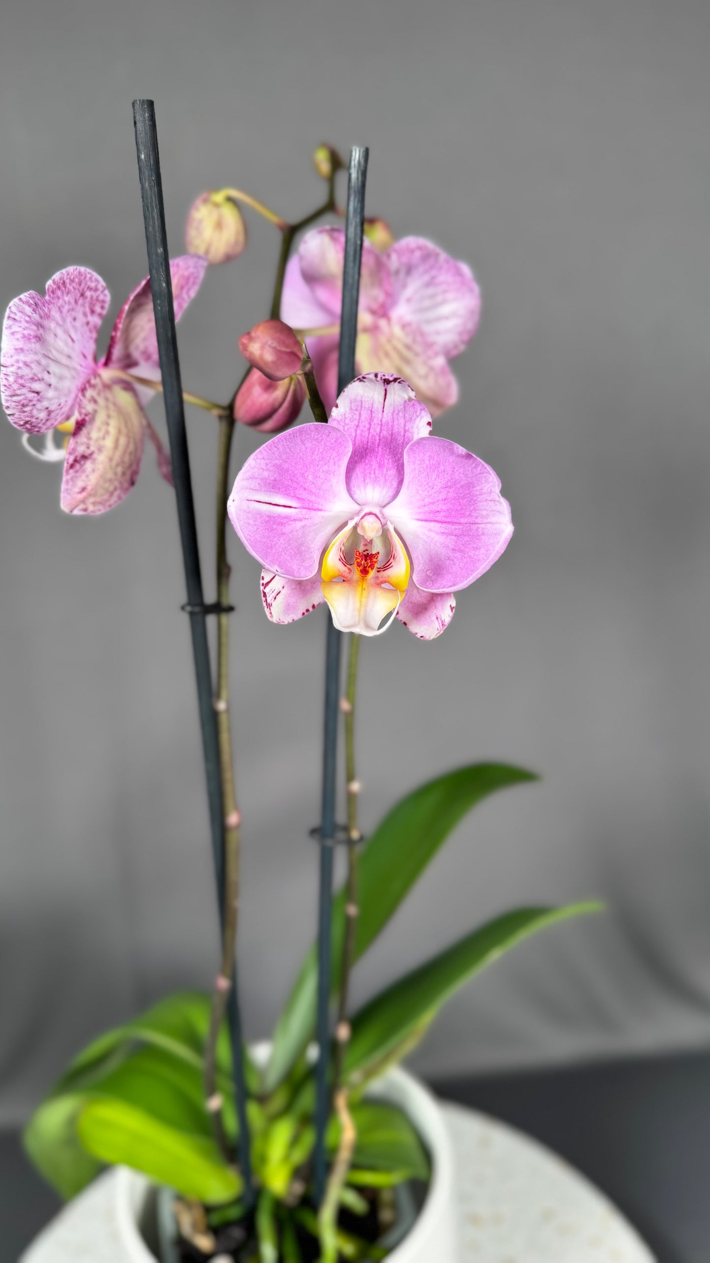 Phalaenopsis Art Nouveau