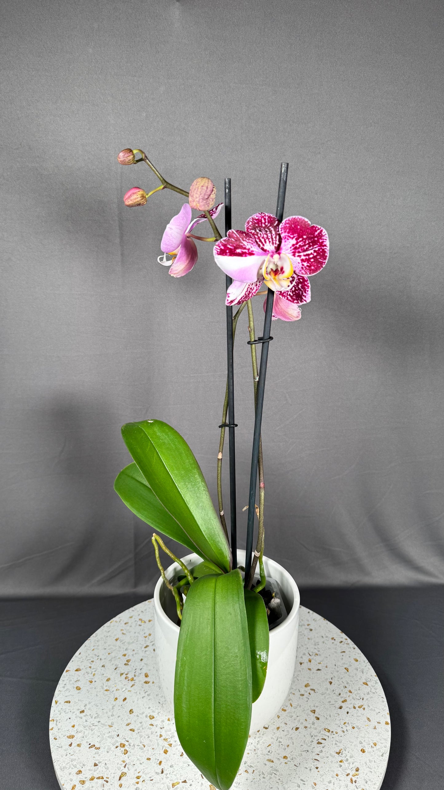 Phalaenopsis Art Nouveau