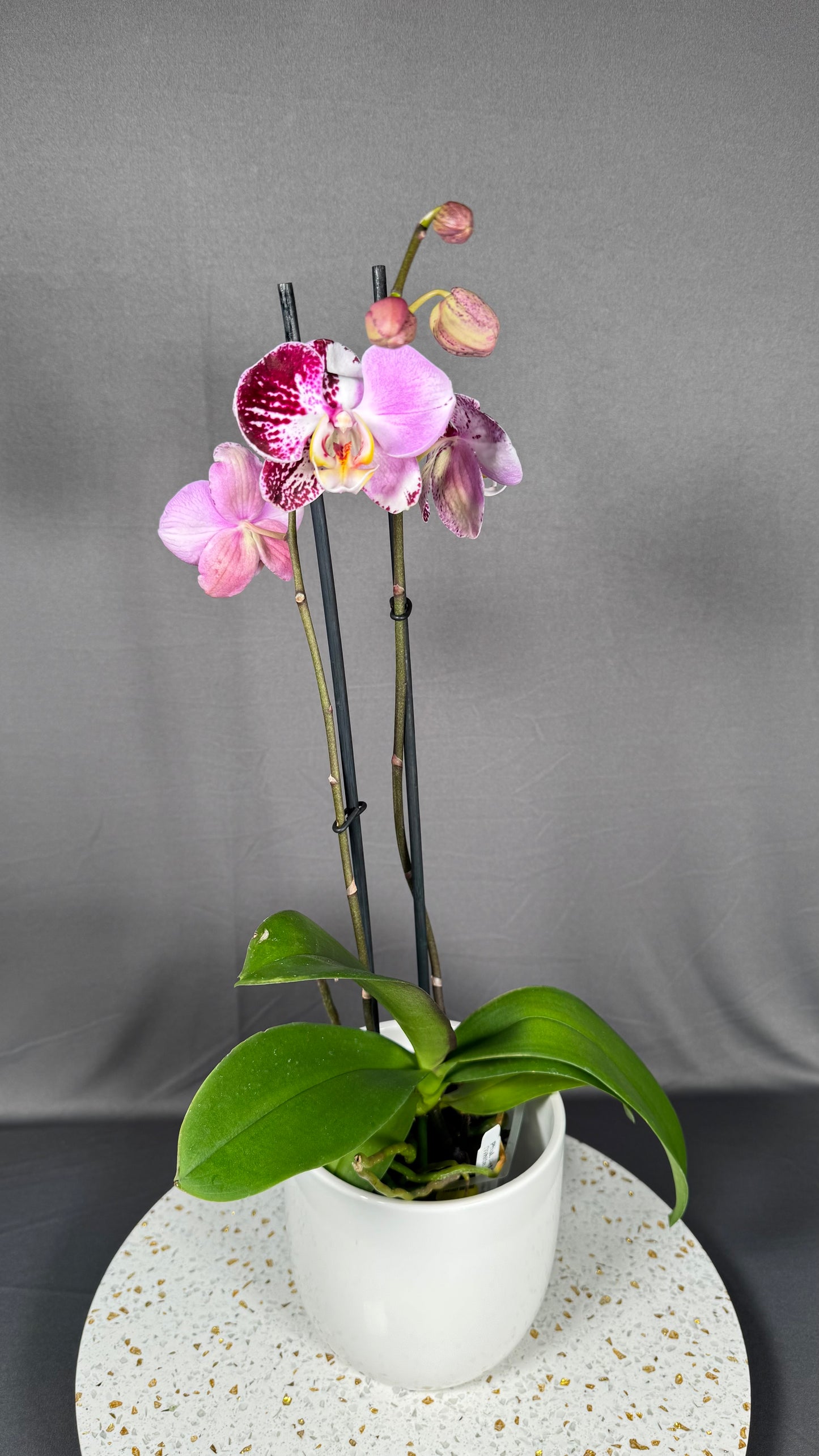 Phalaenopsis Art Nouveau