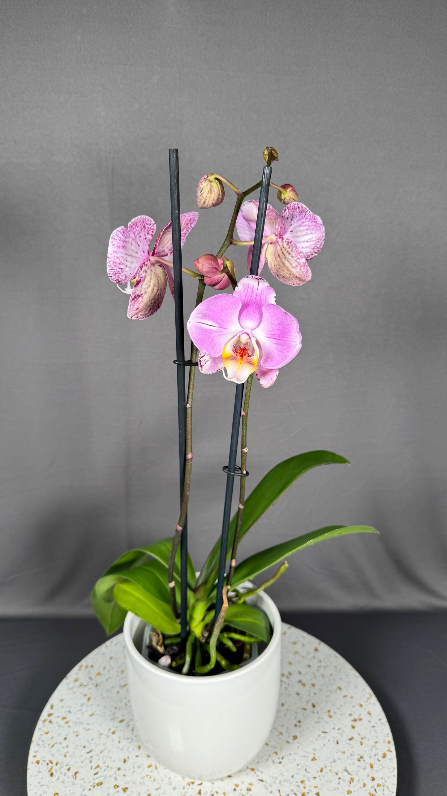 Phalaenopsis Art Nouveau