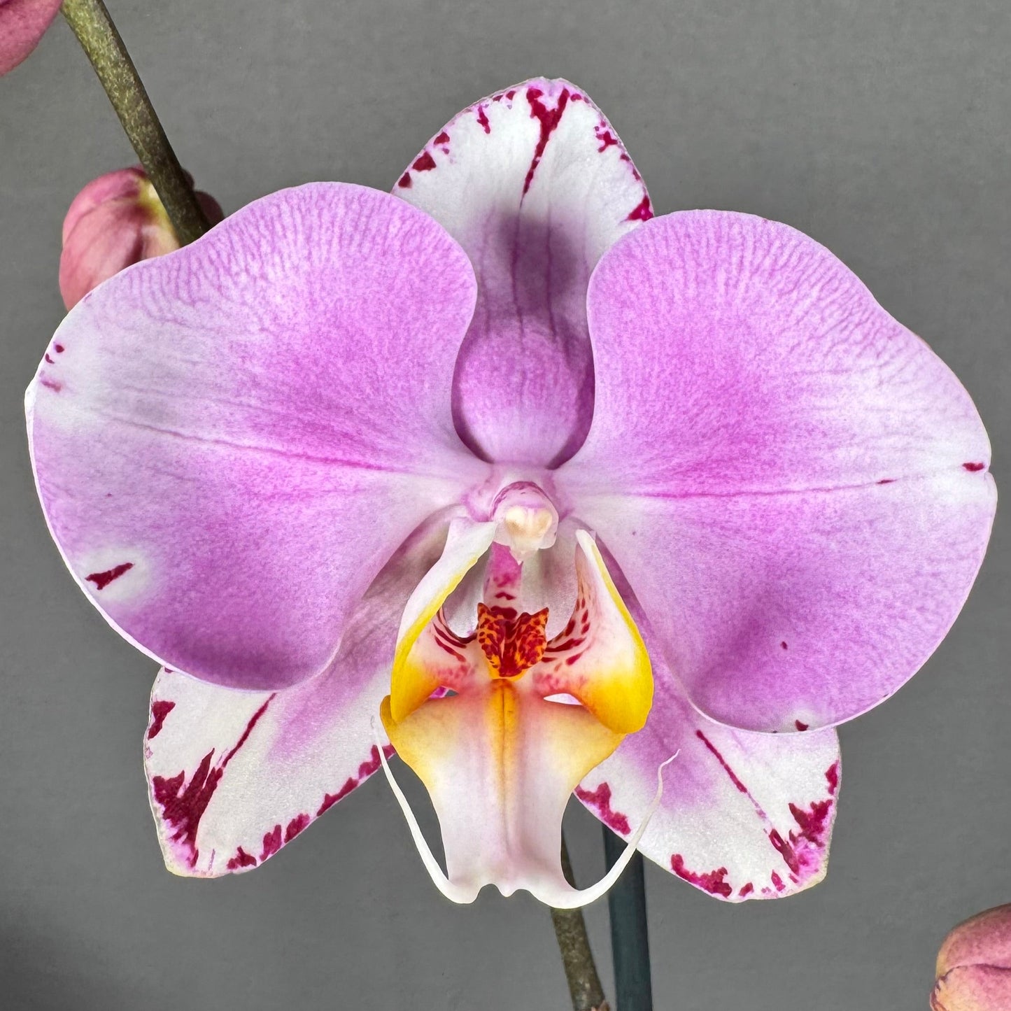 Phalaenopsis Art Nouveau