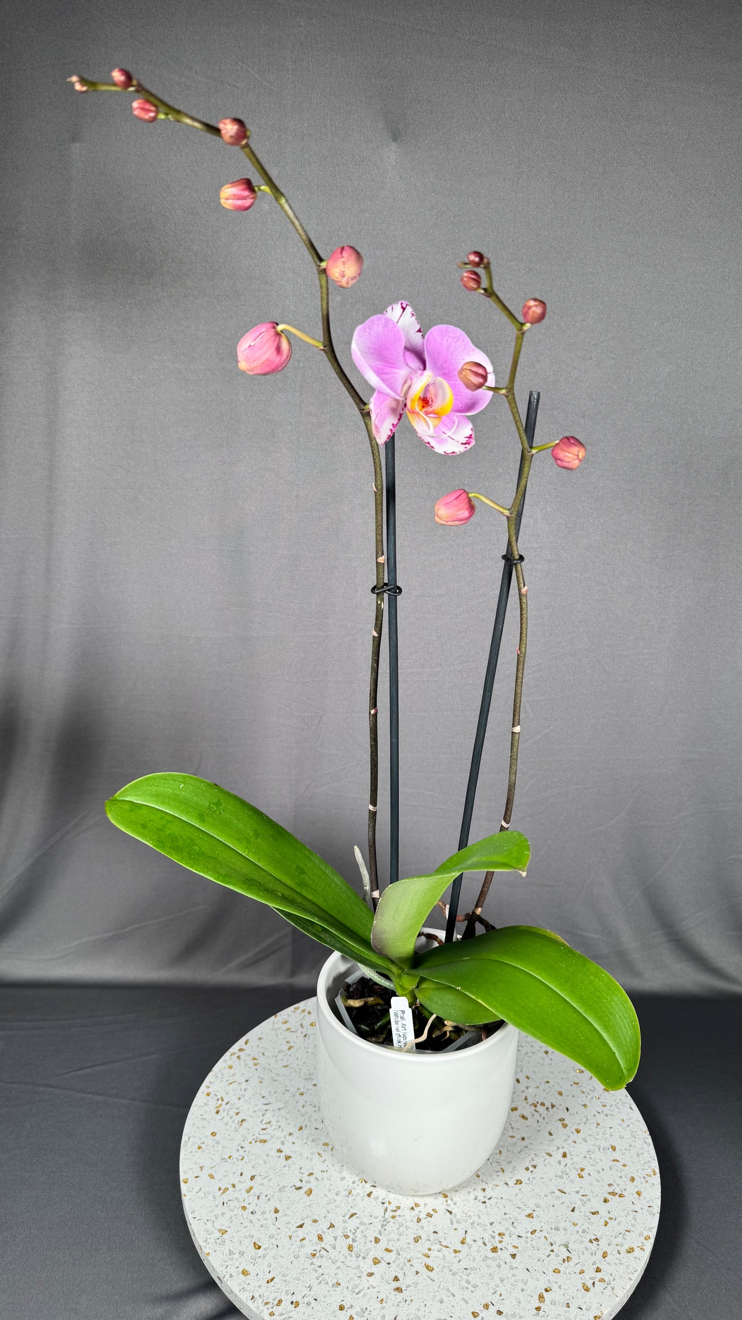 Phalaenopsis Art Nouveau
