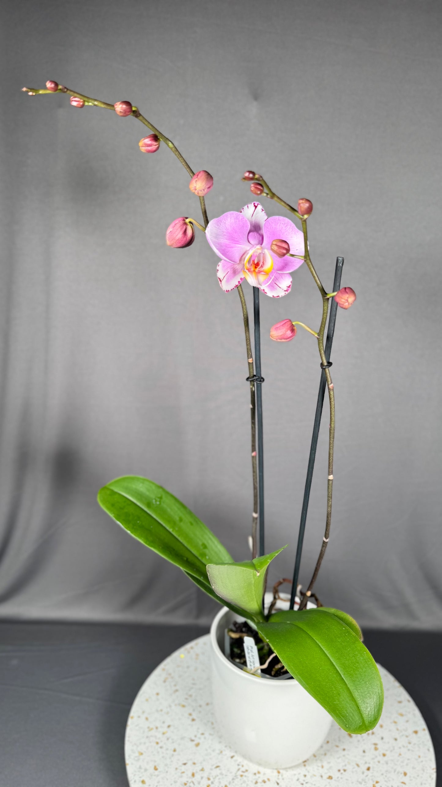 Phalaenopsis Art Nouveau