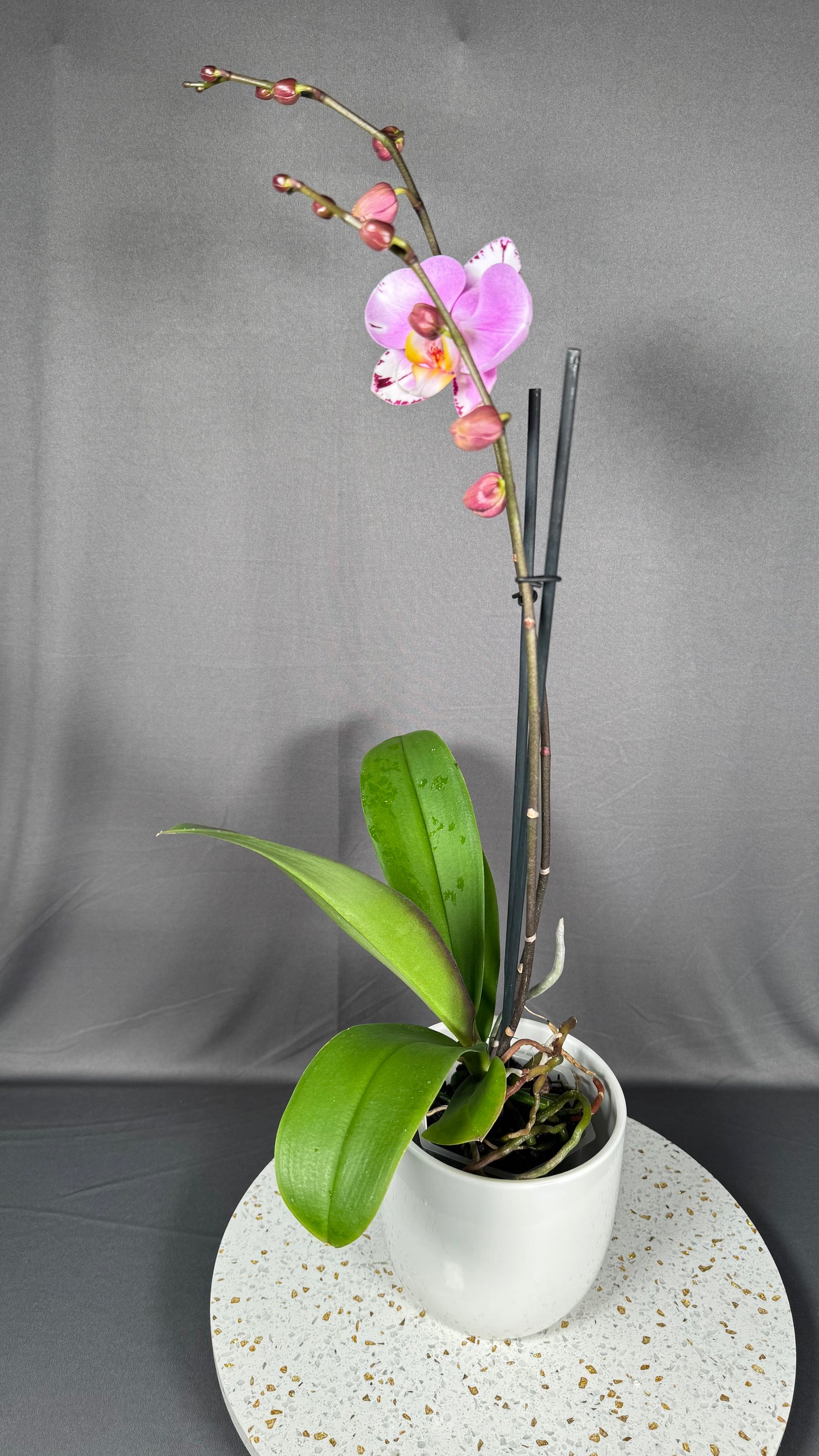 Phalaenopsis Art Nouveau