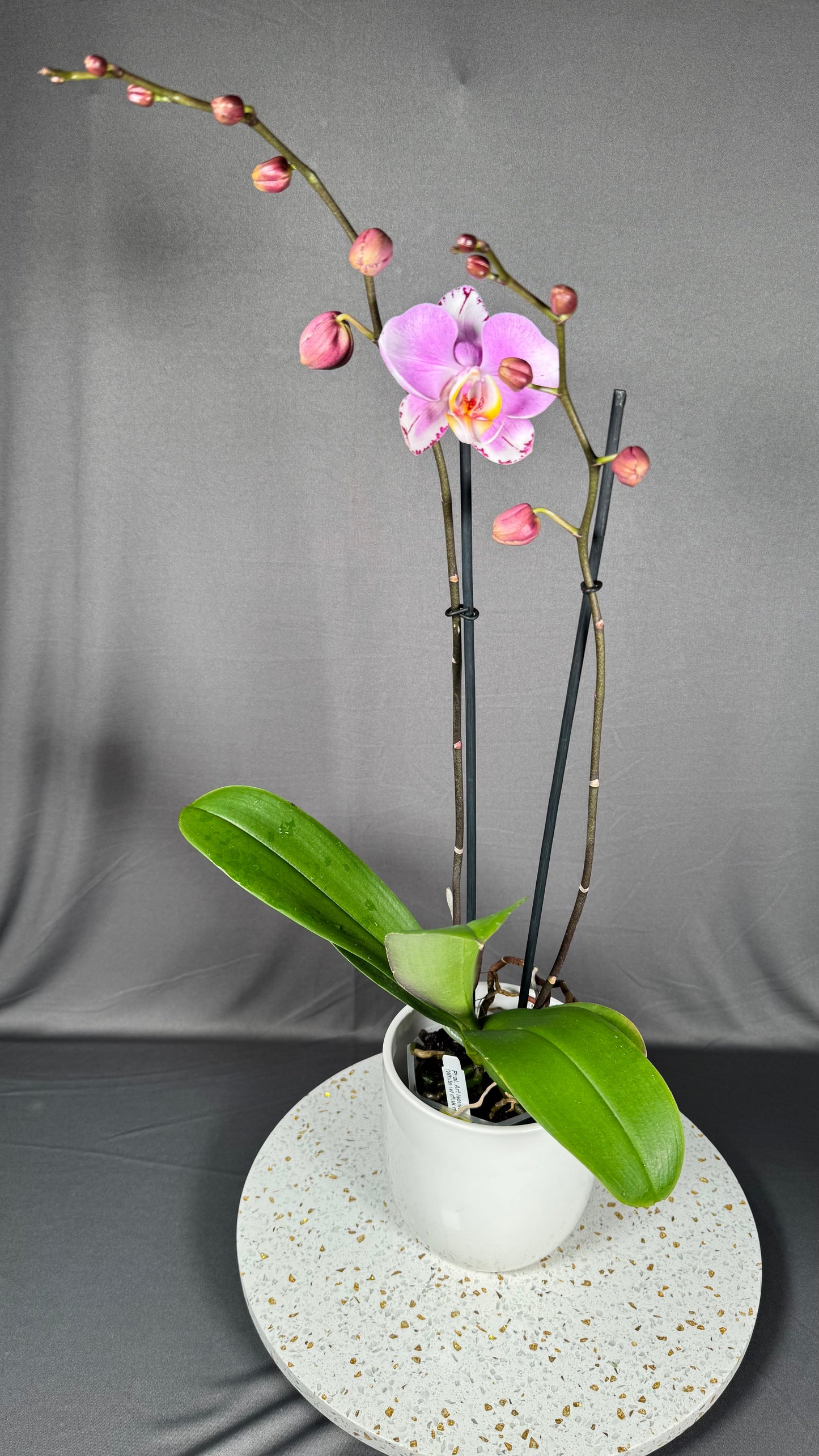 Phalaenopsis Art Nouveau
