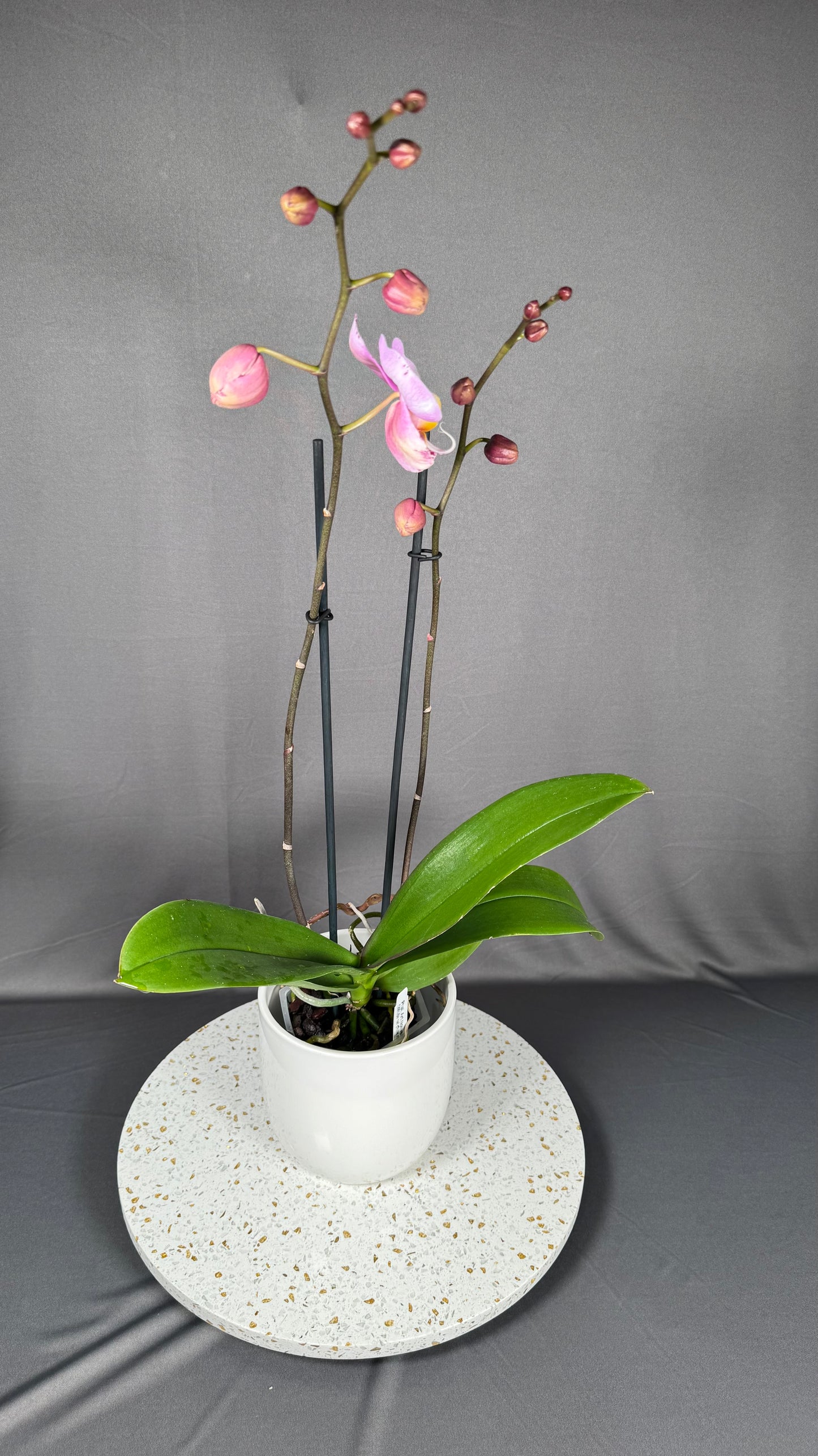 Phalaenopsis Art Nouveau