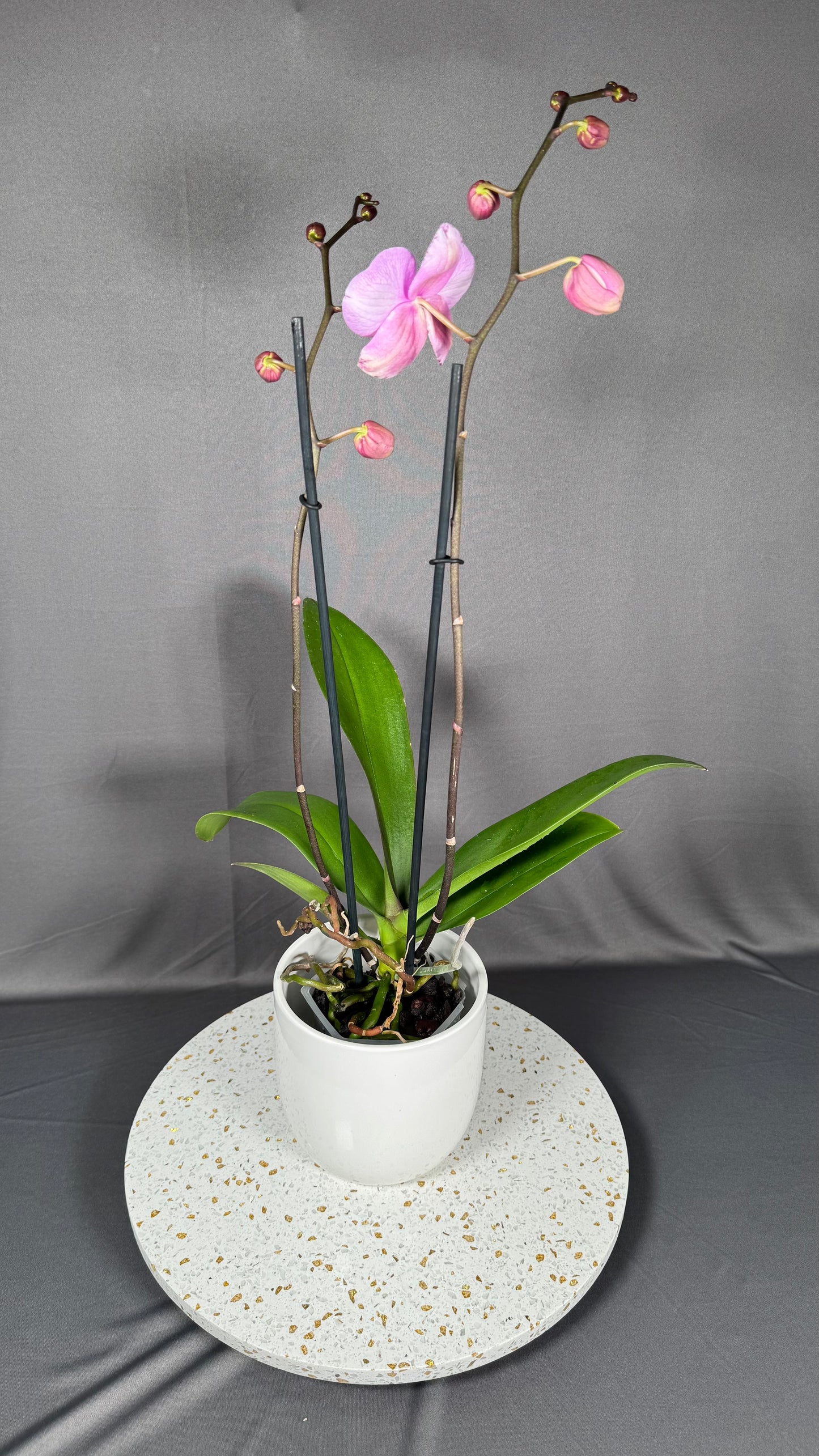 Phalaenopsis Art Nouveau