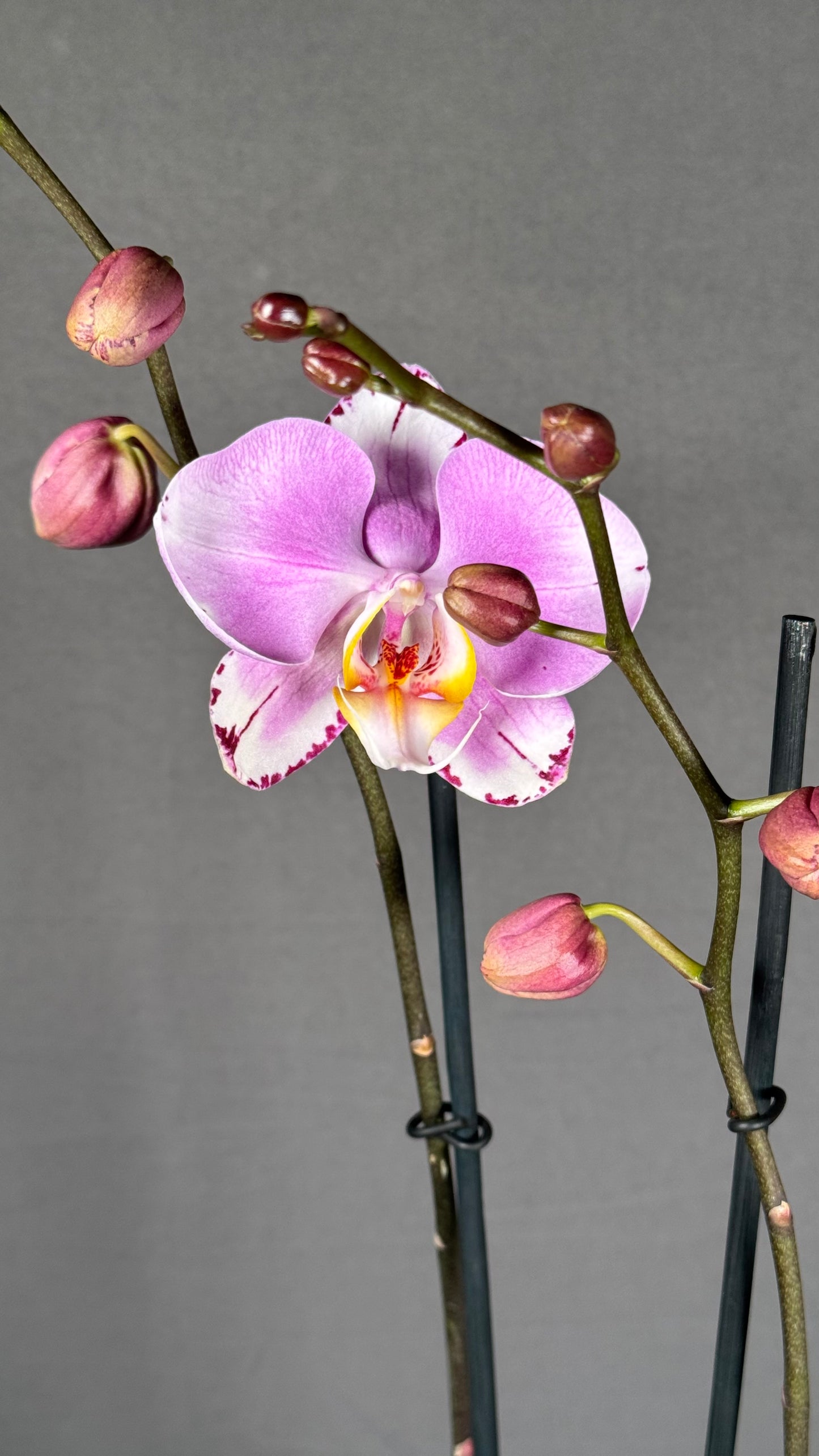 Phalaenopsis Art Nouveau