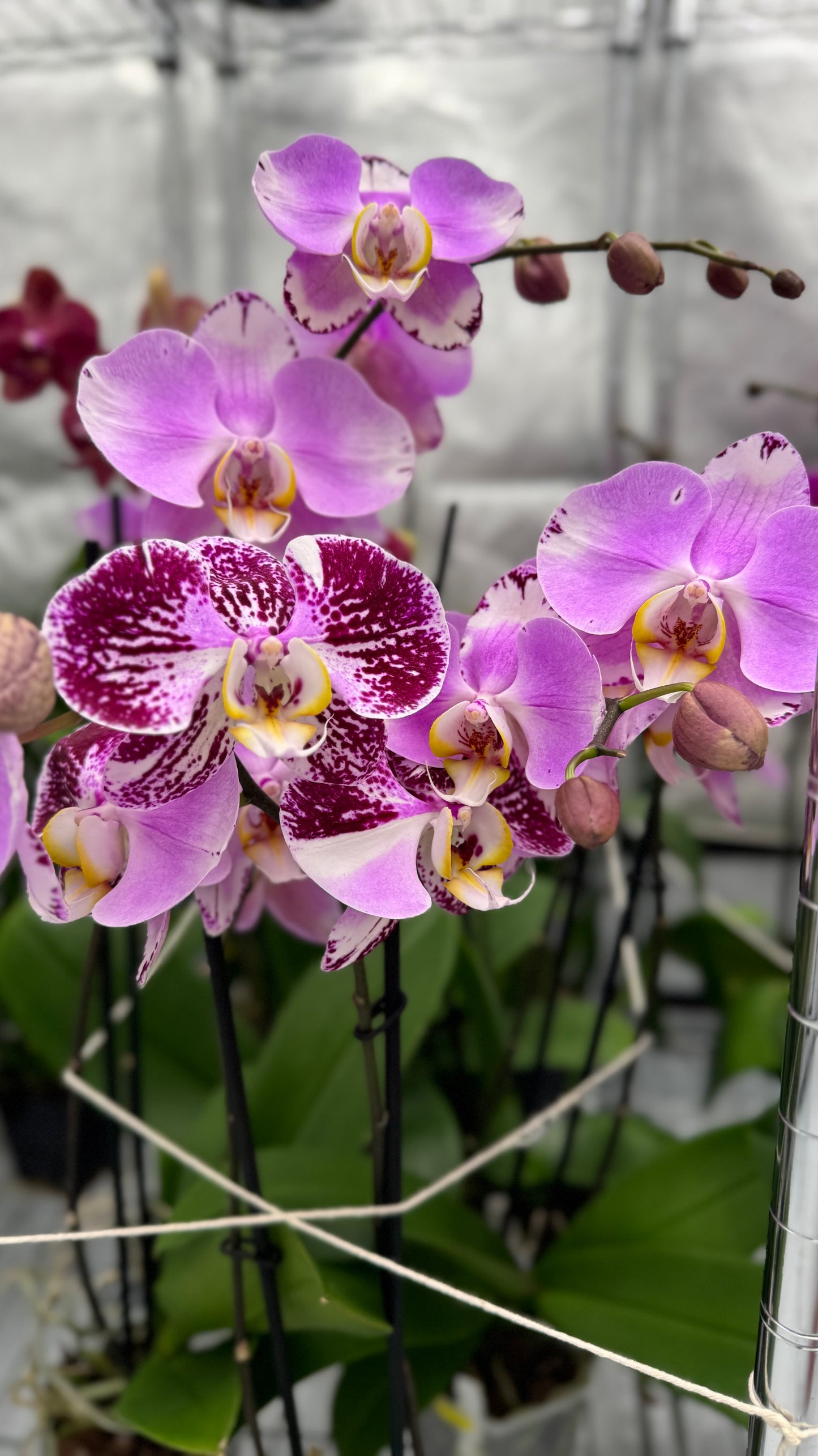 Phalaenopsis Art Nouveau