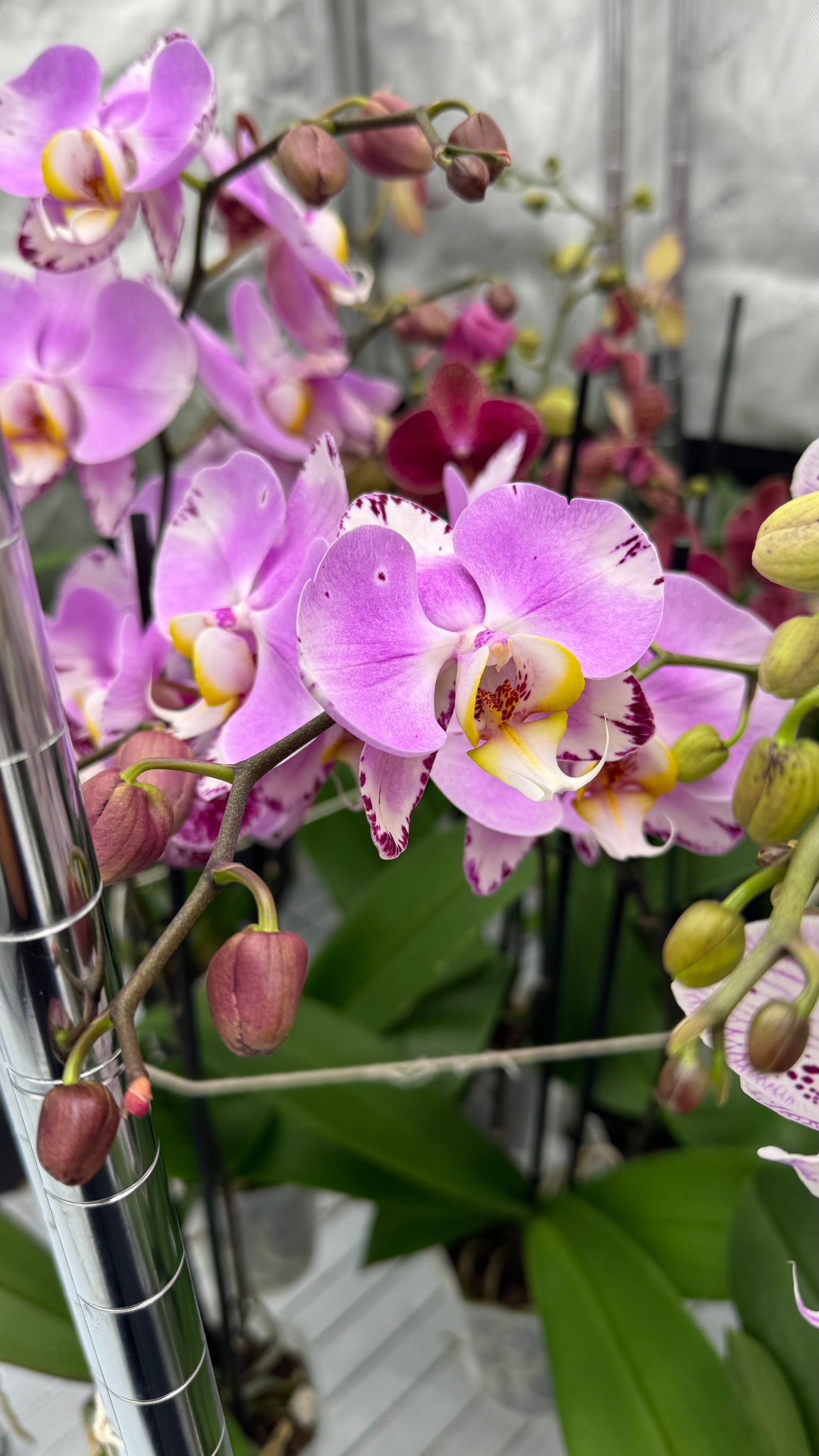 Phalaenopsis Art Nouveau