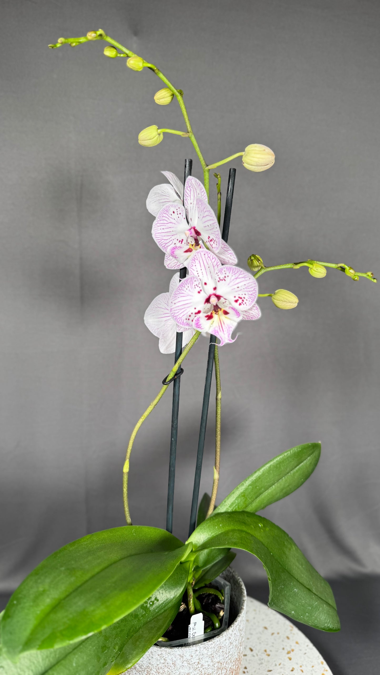 Phalaenopsis 'Expressions'