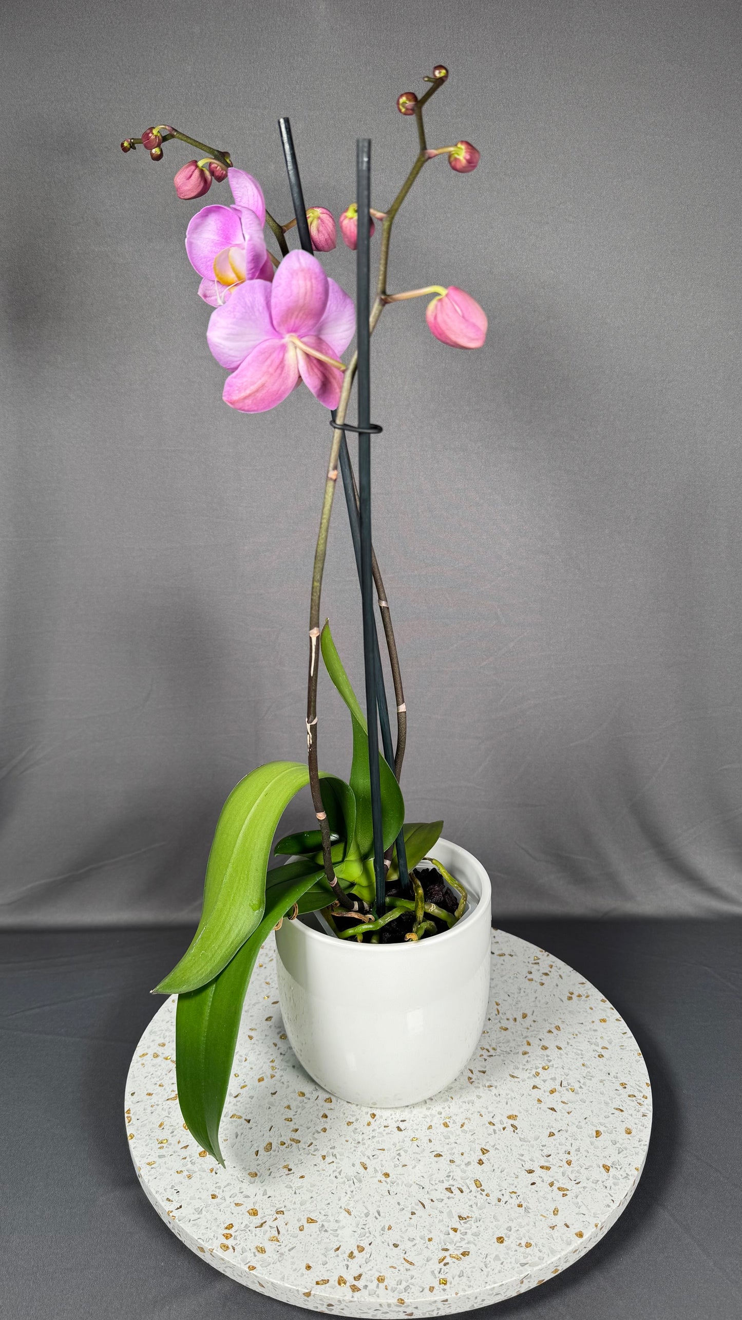 Phalaenopsis Funky Love