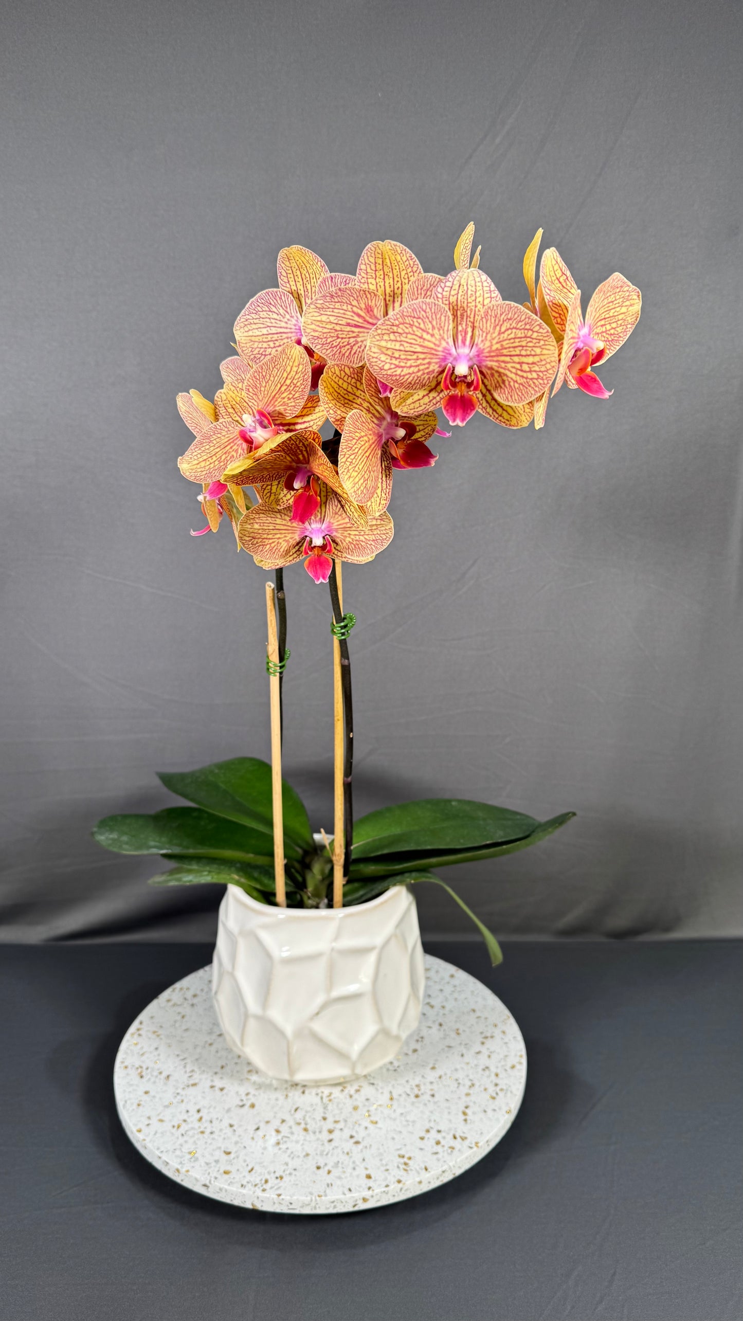 Phalaenopsis KV Beauty In Bud/Bloom
