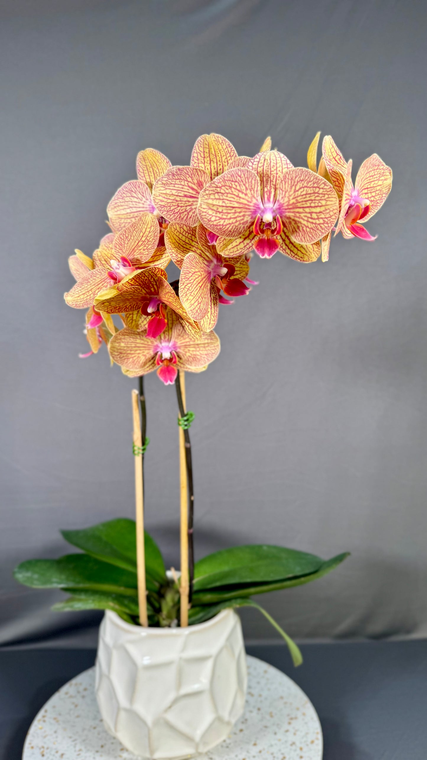 Phalaenopsis KV Beauty In Bud/Bloom